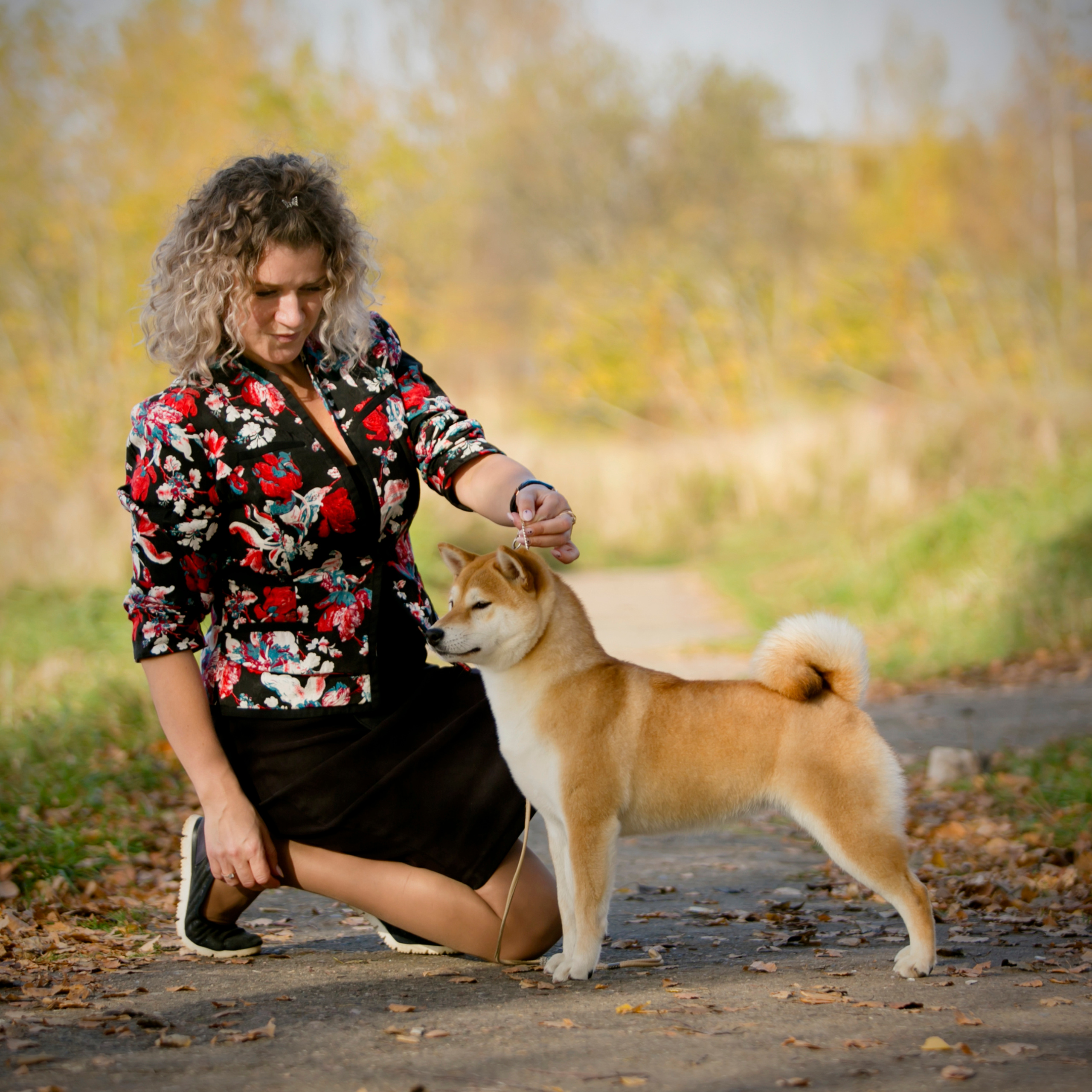 SHIOMARU QUEEN OF DRAGONS. SHIOMARU Питомник сиба и акита-ину