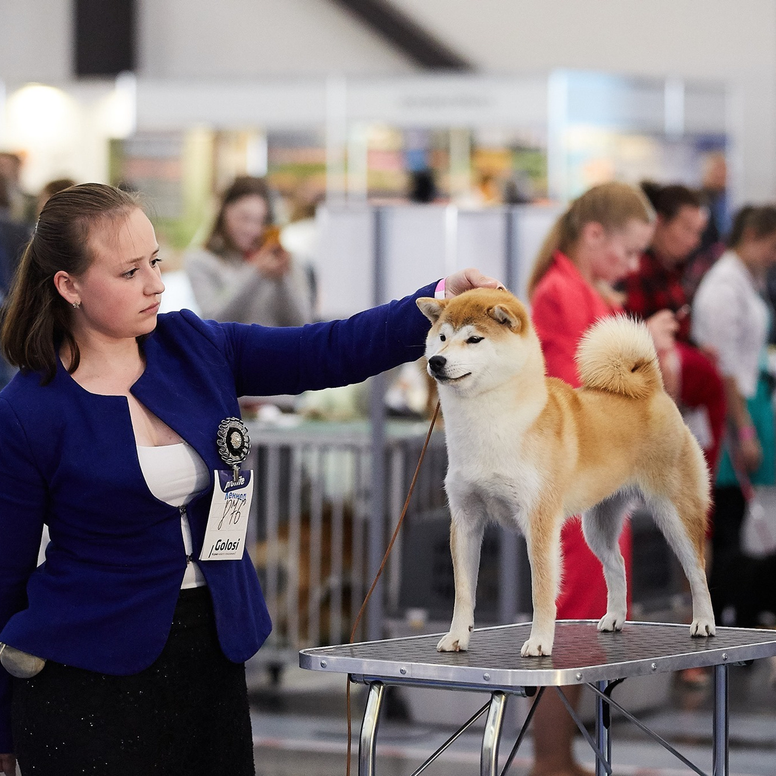 2019. SHIOMARU Shiba and Akita Inu Kennel