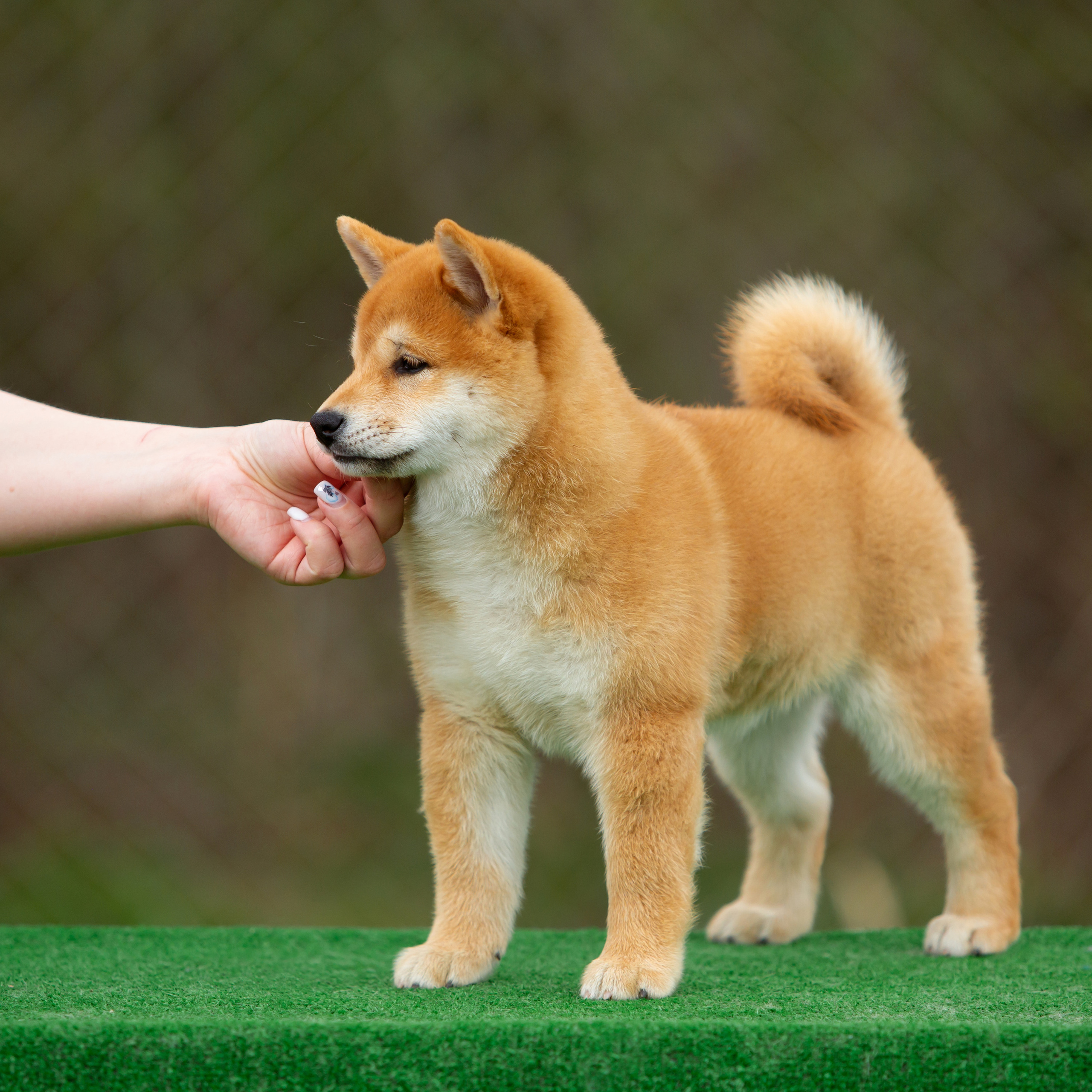 ПОМЕТ W-2022. SHIOMARU Питомник сиба и акита-ину