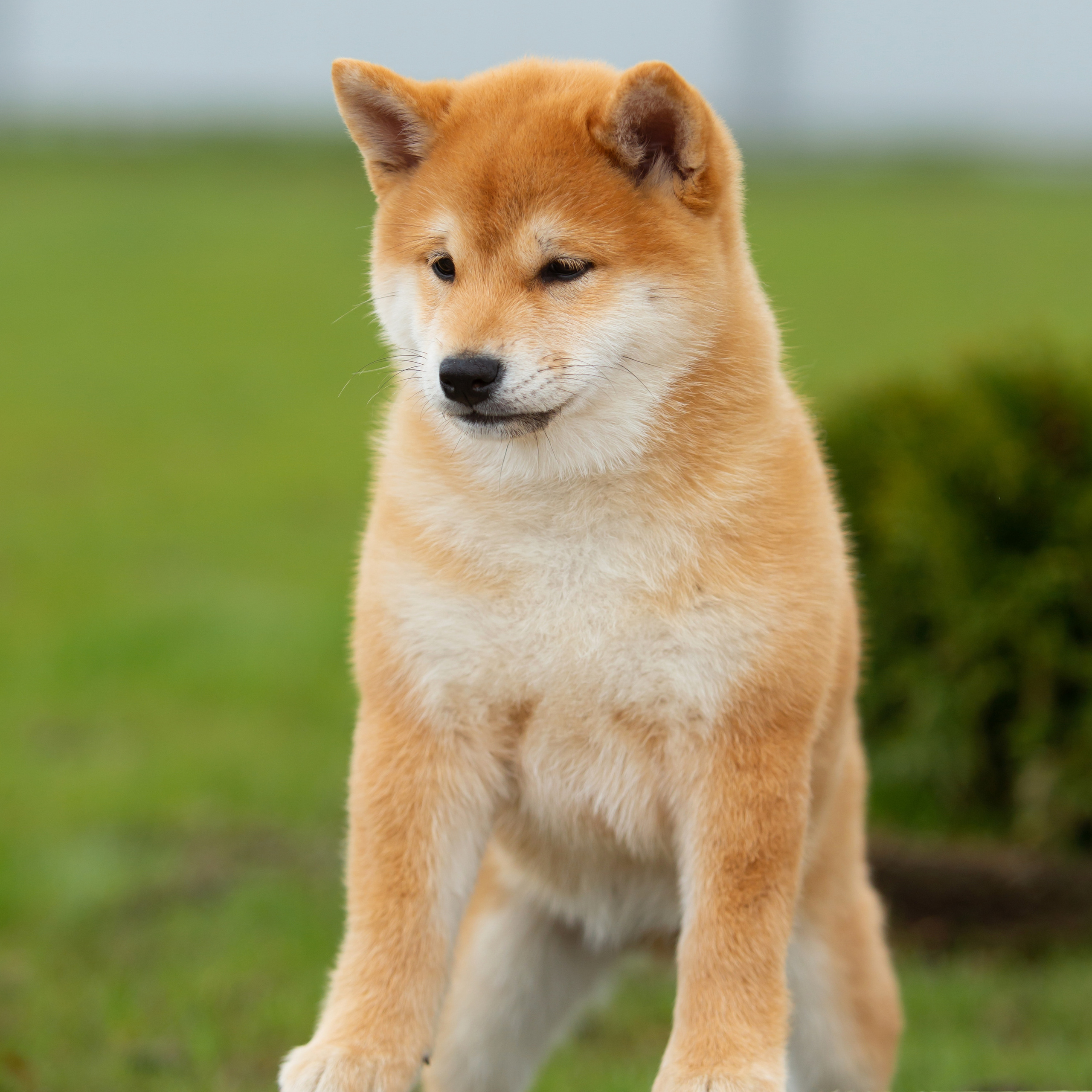 ПОМЕТ W-2022. SHIOMARU Питомник сиба и акита-ину