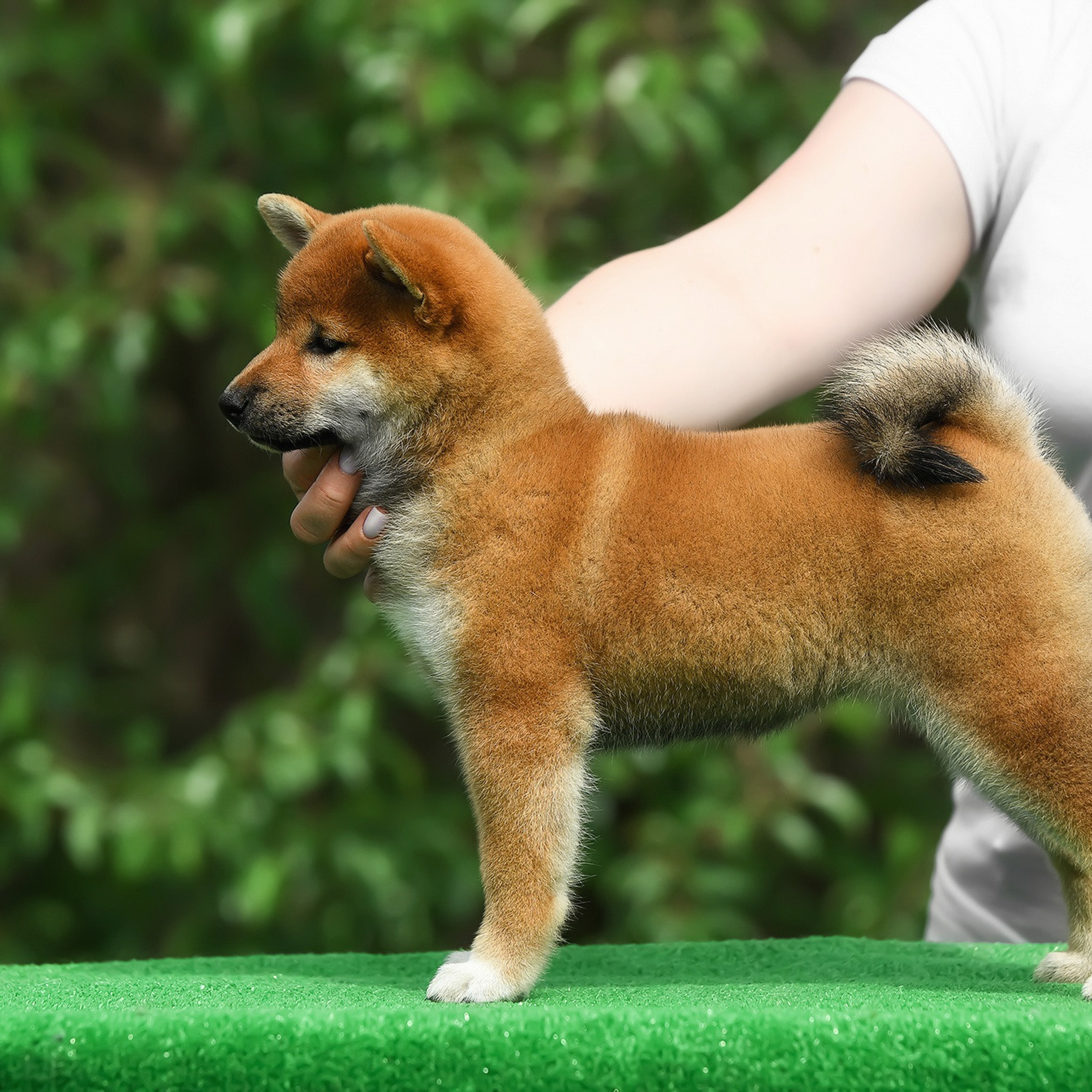 ПОМЕТ A-2022. SHIOMARU Shiba and Akita Inu Kennel