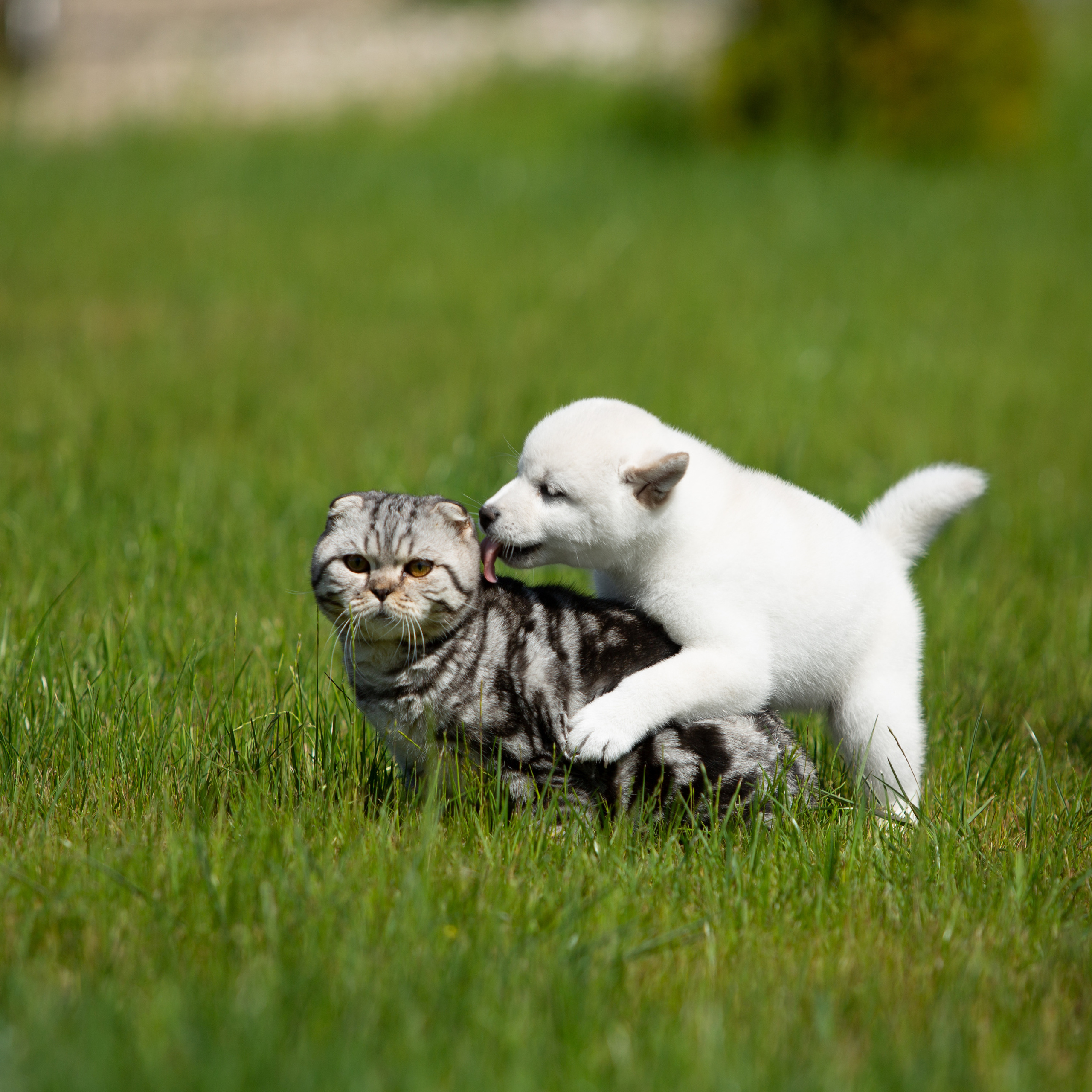 ПОМЕТ B-2022. SHIOMARU Питомник сиба и акита-ину