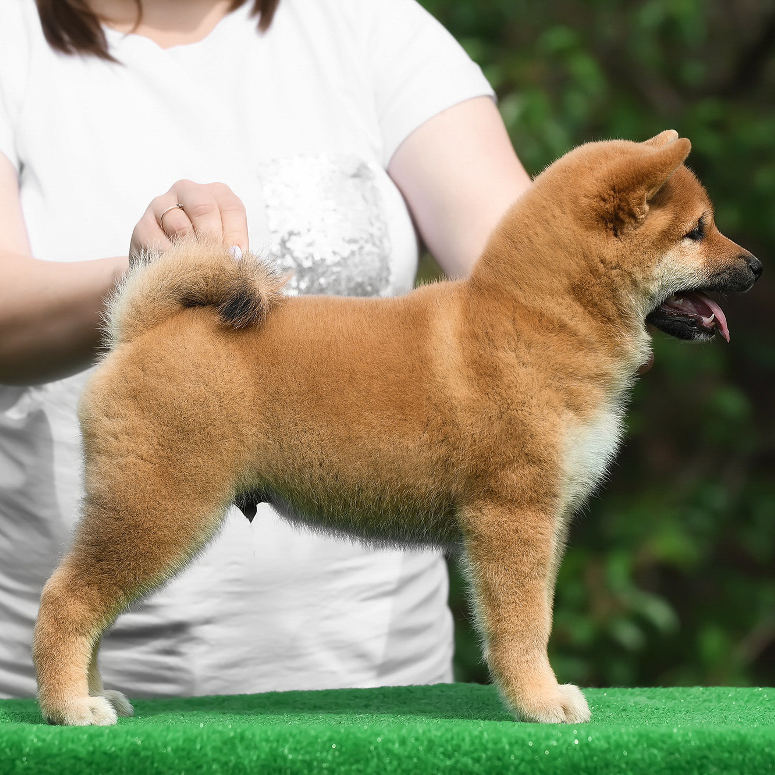 ПОМЕТ A-2022. SHIOMARU Shiba and Akita Inu Kennel