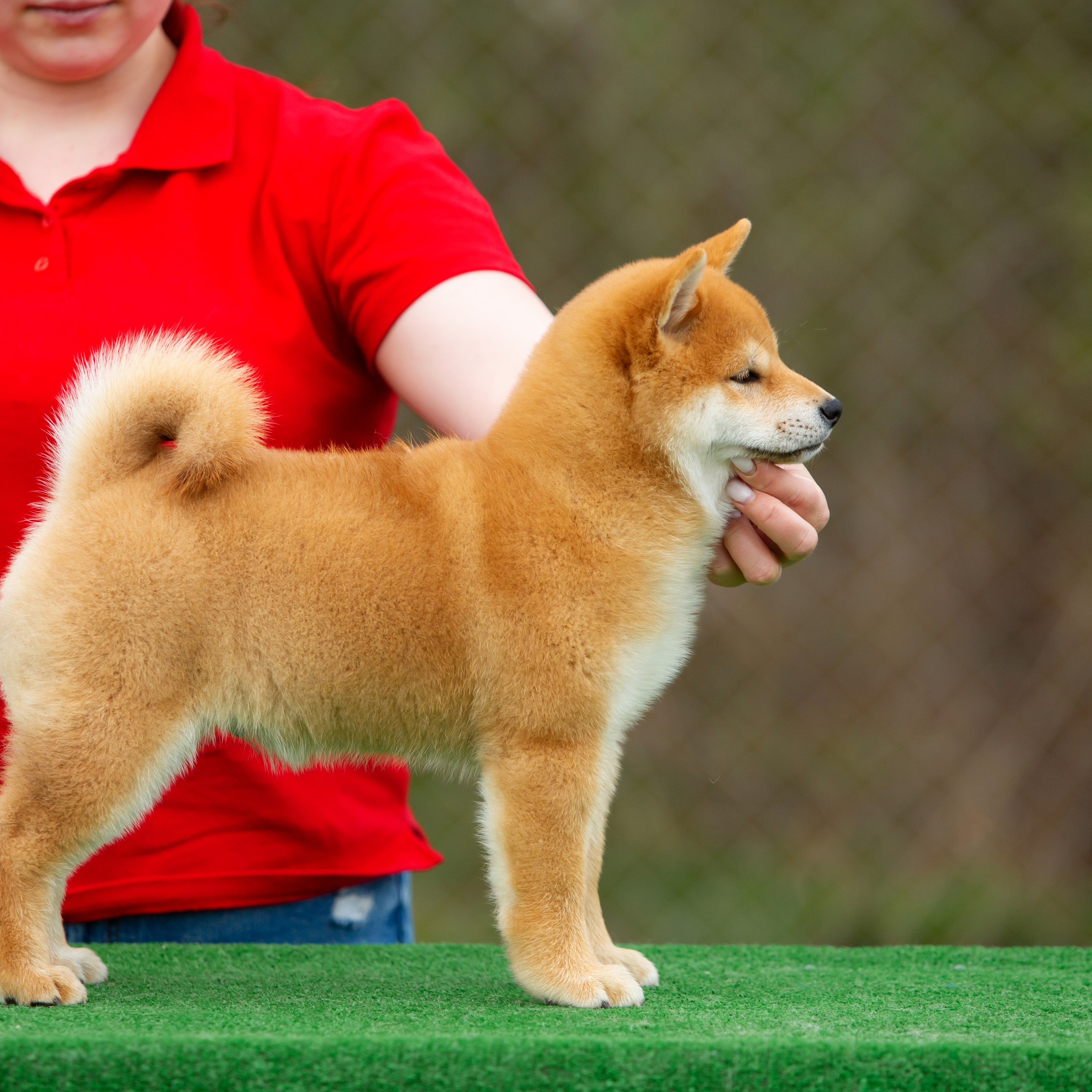 ПОМЕТ W-2022. SHIOMARU Питомник сиба и акита-ину