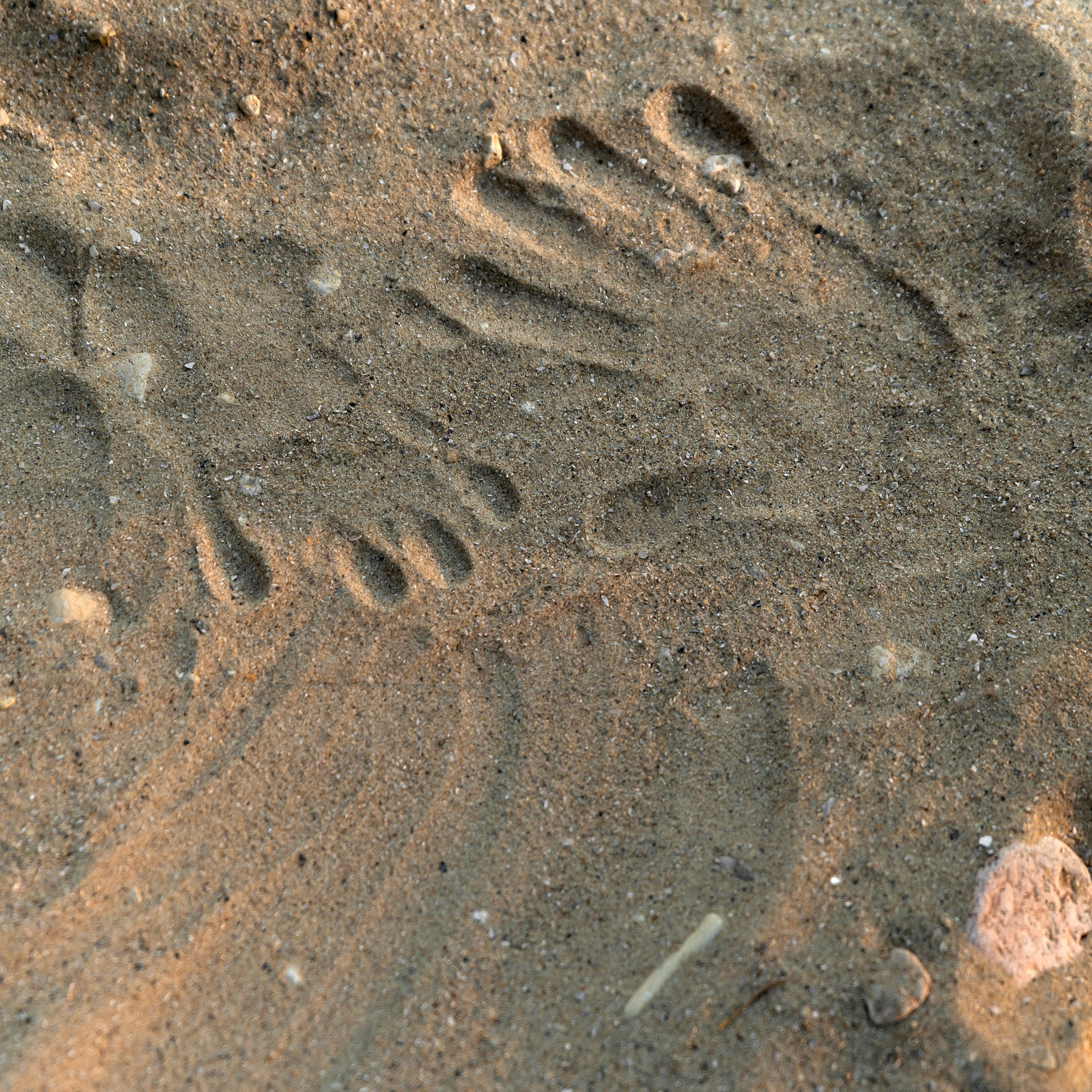 Целуя Солнце. Свадебный фотограф Ростов-на-Дону Сочи