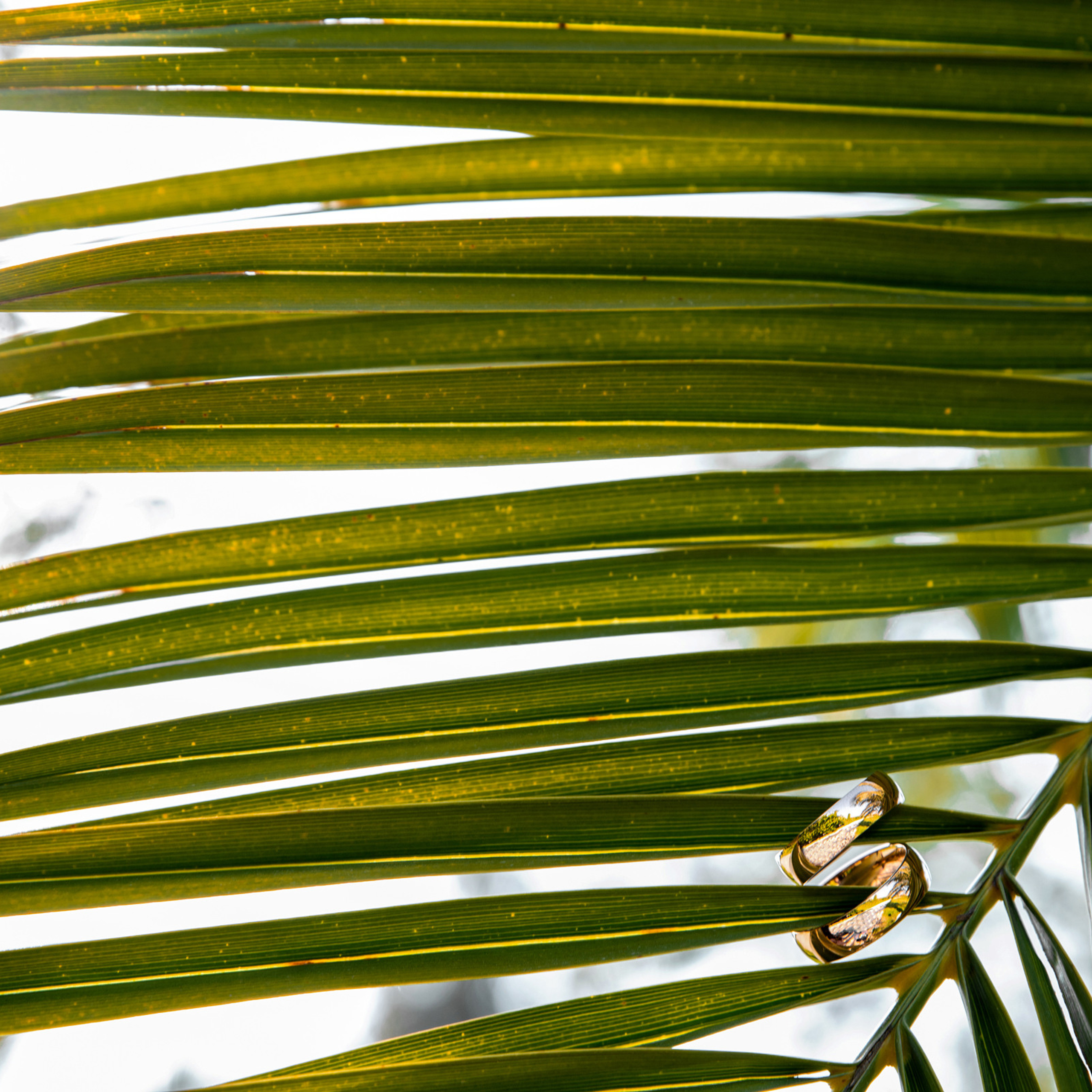 Элеонора и Максим. Свадебный фотограф Ростов-на-Дону Сочи