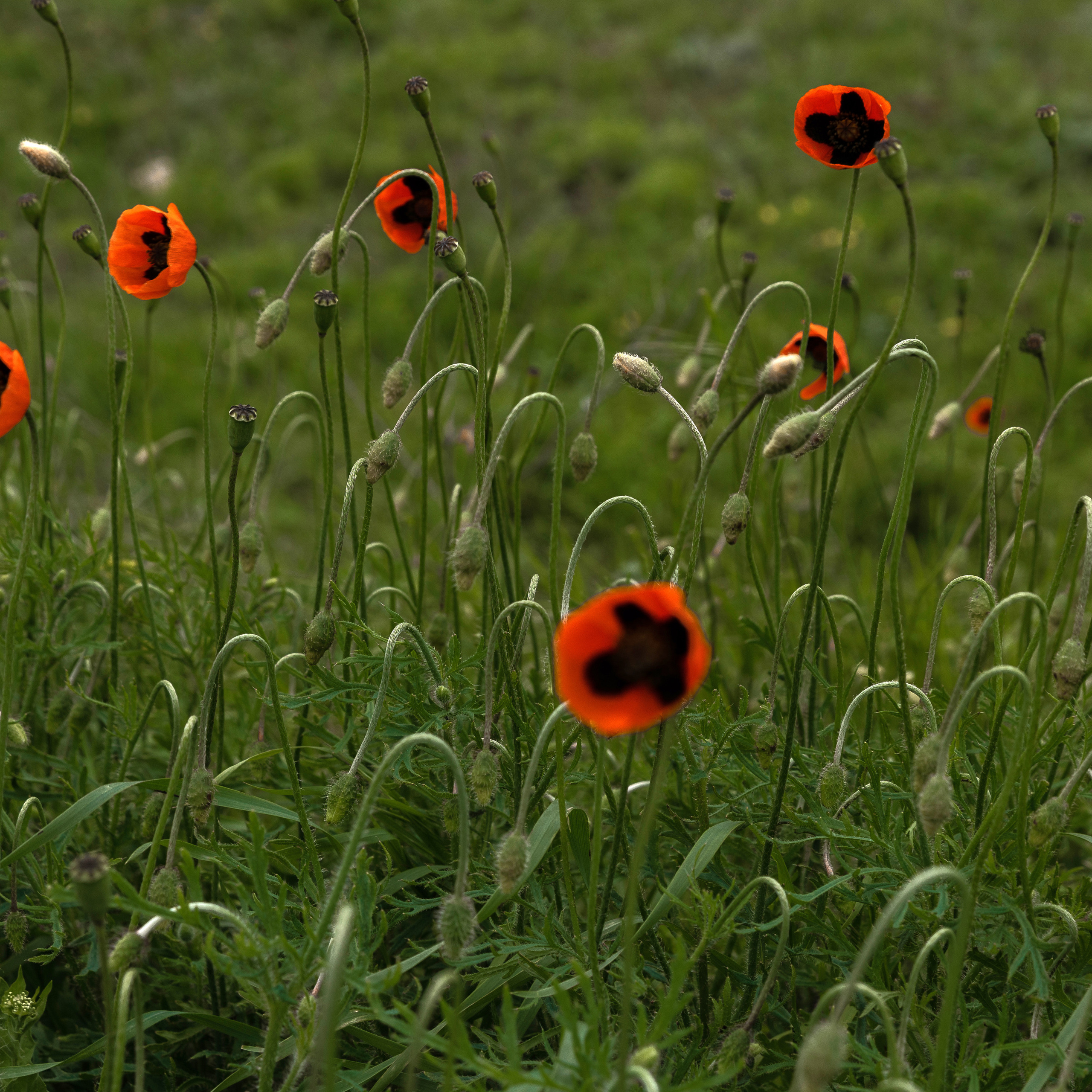 Любовь воздушный змей. Свадебный фотограф Ростов-на-Дону Сочи