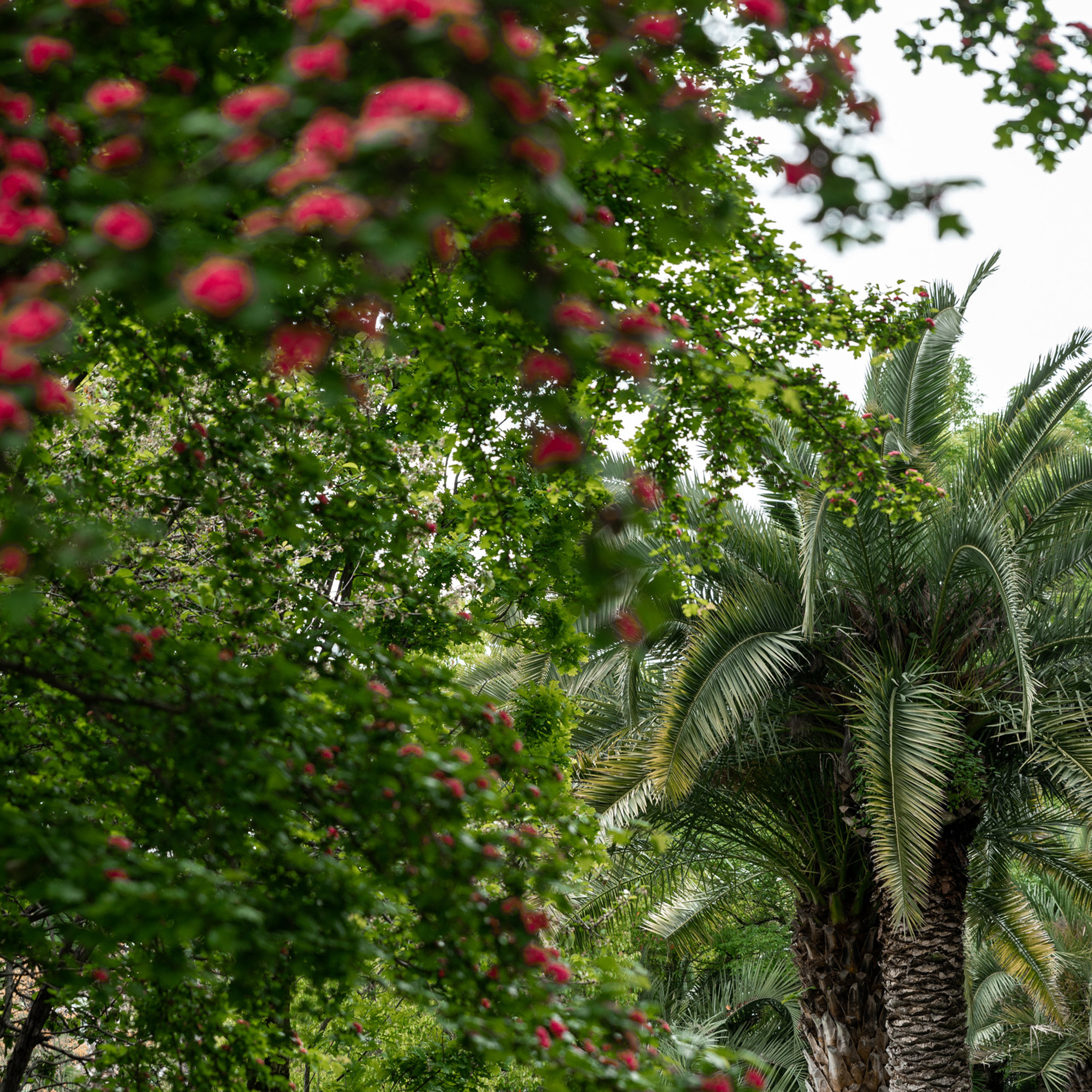 Элеонора и Максим. Свадебный фотограф Ростов-на-Дону Сочи