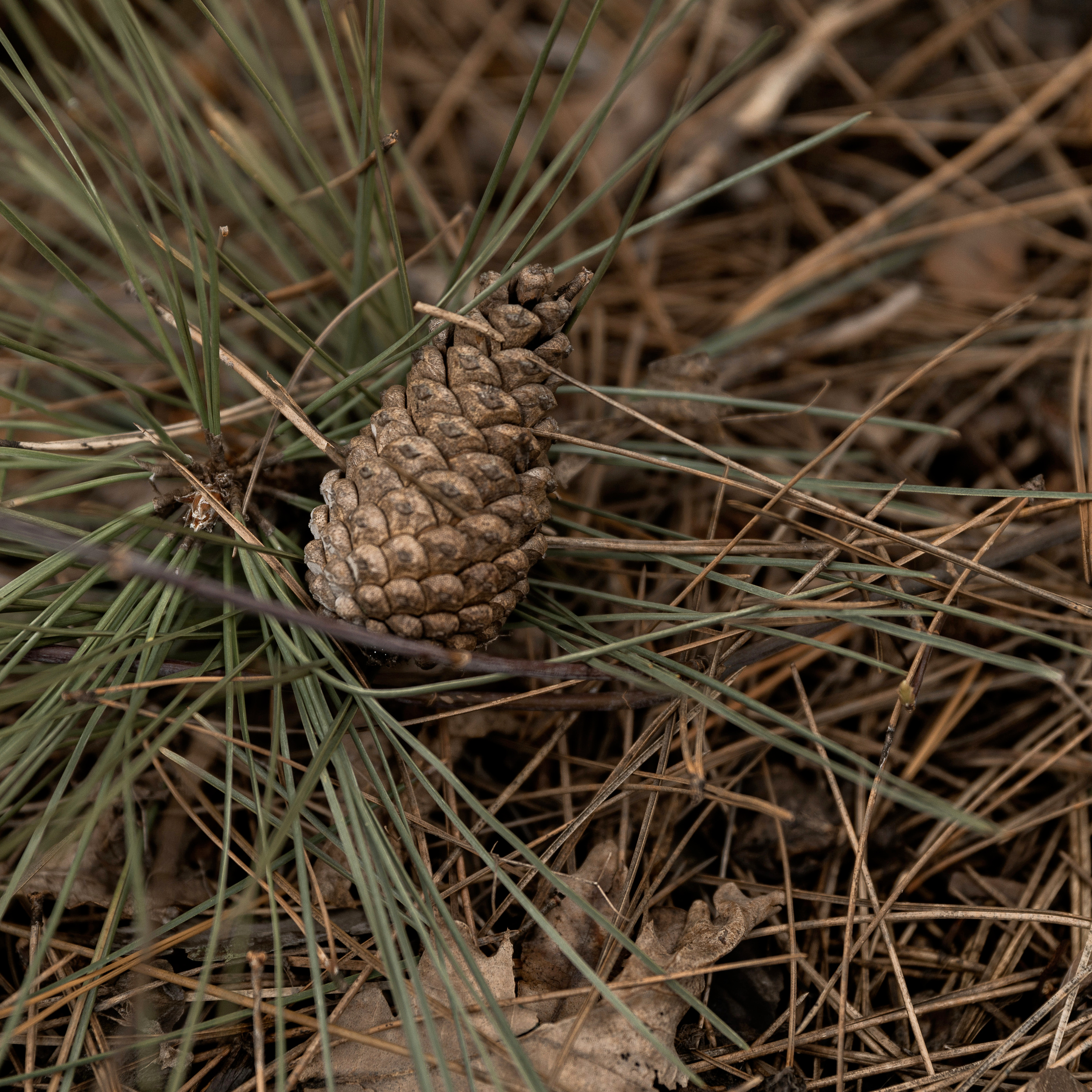 Л- любовь. Свадебный фотограф Ростов-на-Дону Сочи