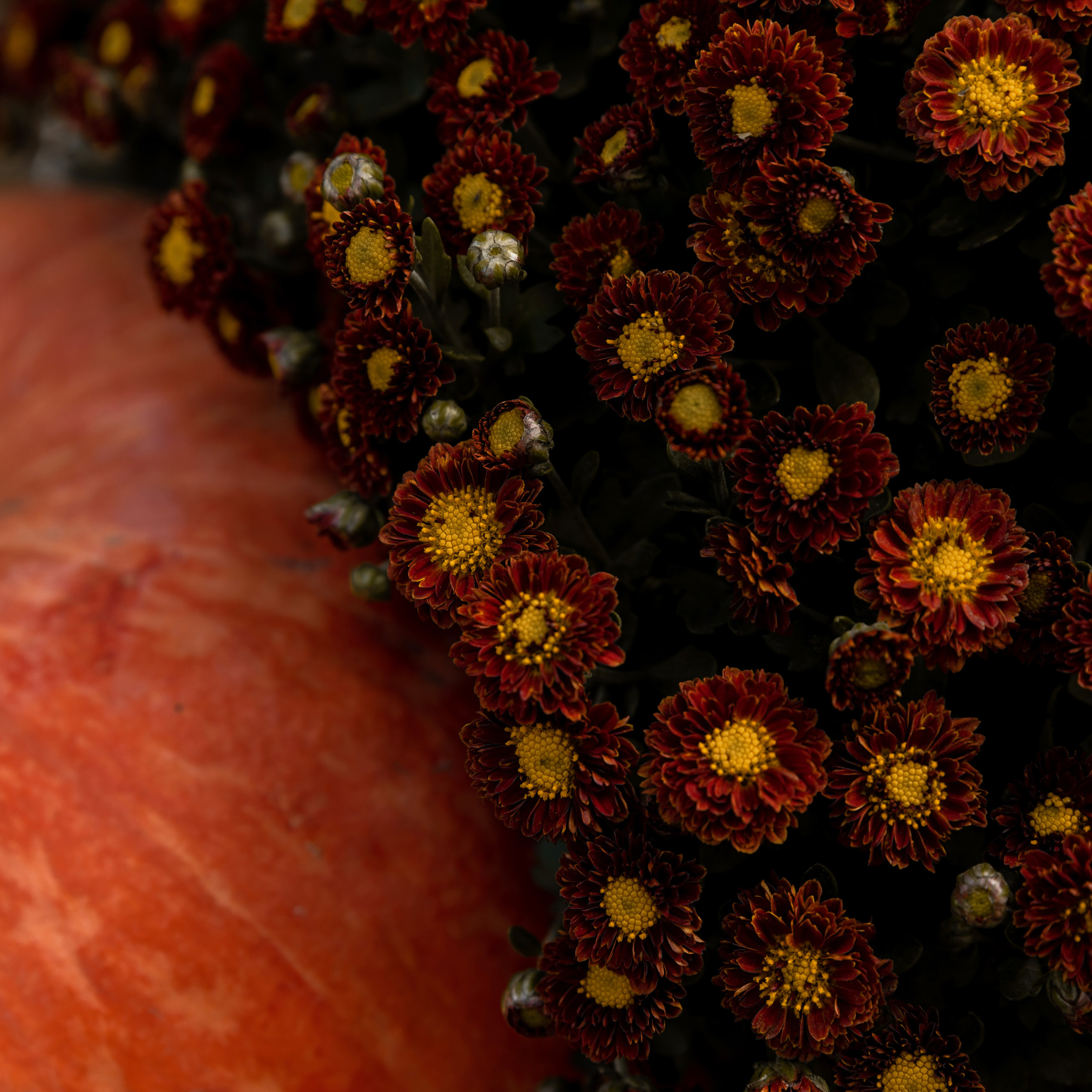 Осень… Очень…. Свадебный фотограф Ростов-на-Дону Сочи