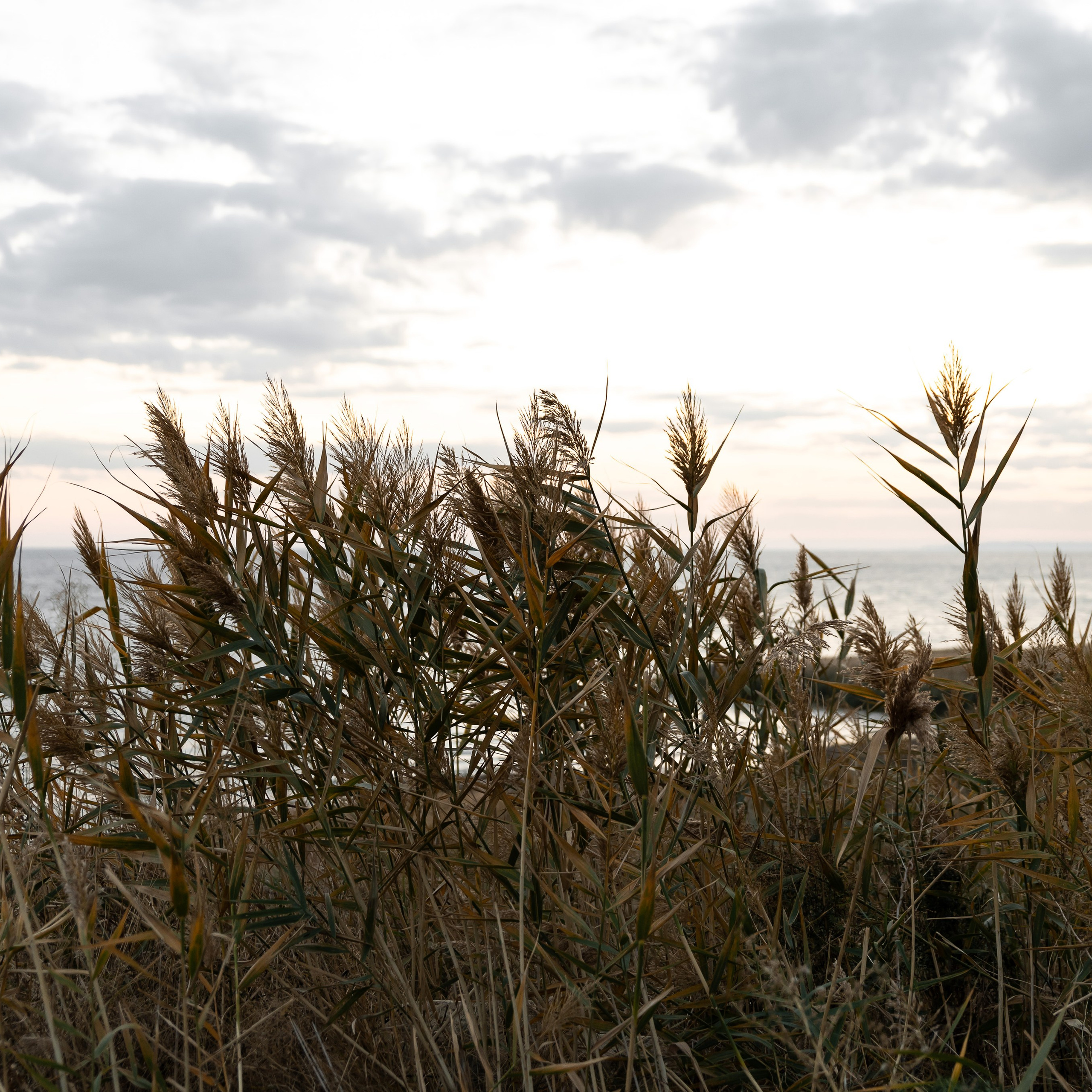 Целуя Солнце. Свадебный фотограф Ростов-на-Дону Сочи