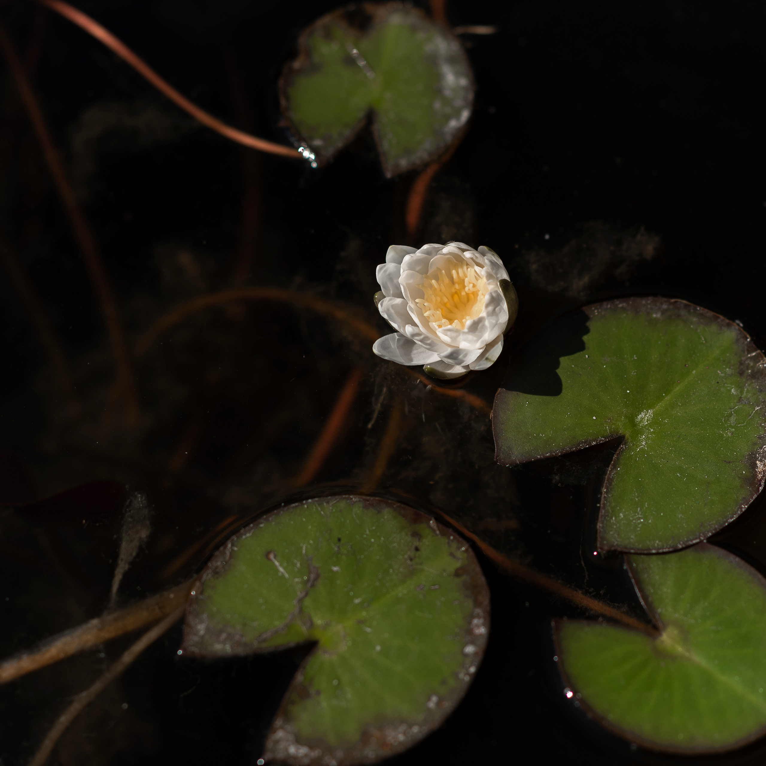 Анна и Александр. Свадебный фотограф Ростов-на-Дону Сочи