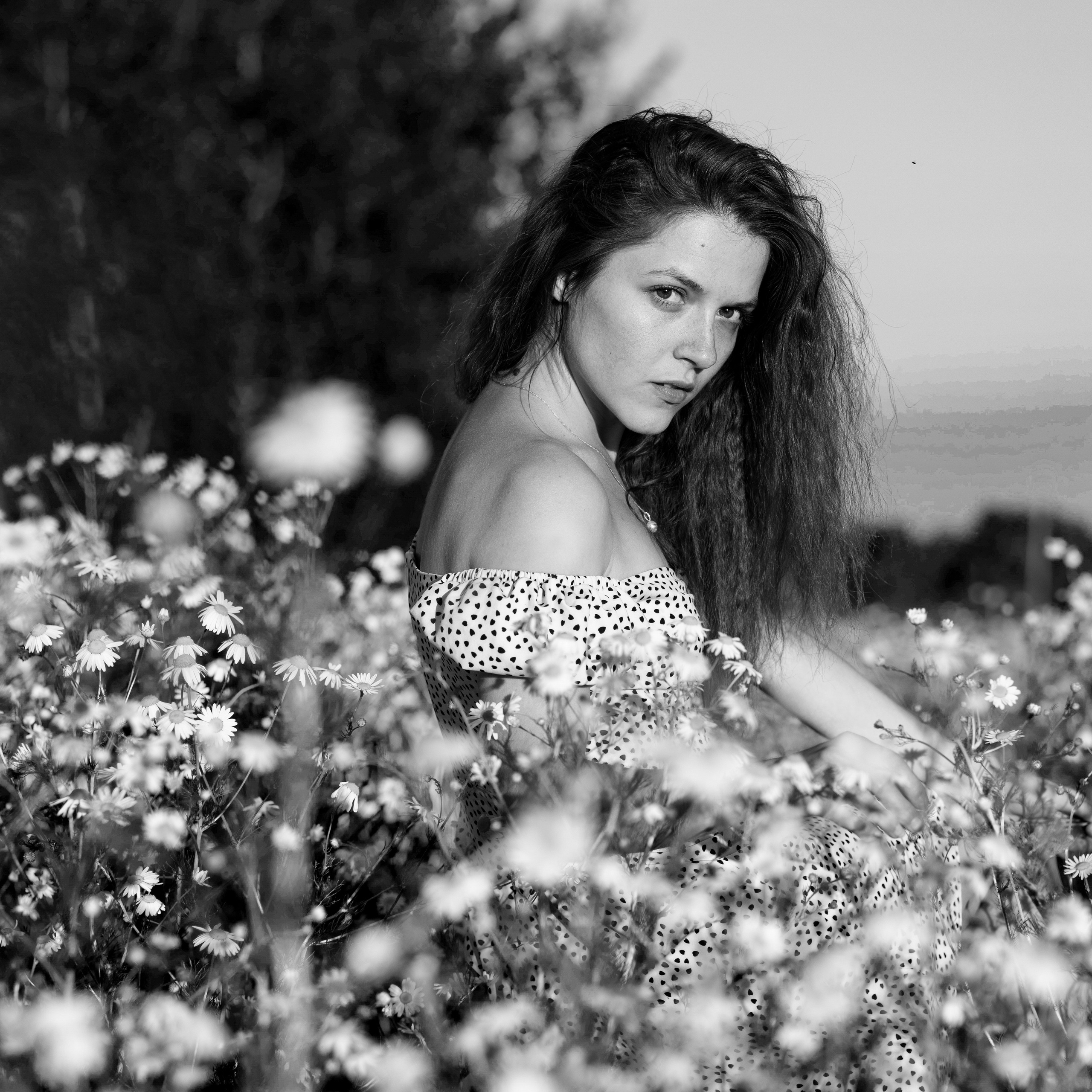 ЧБ ромашки