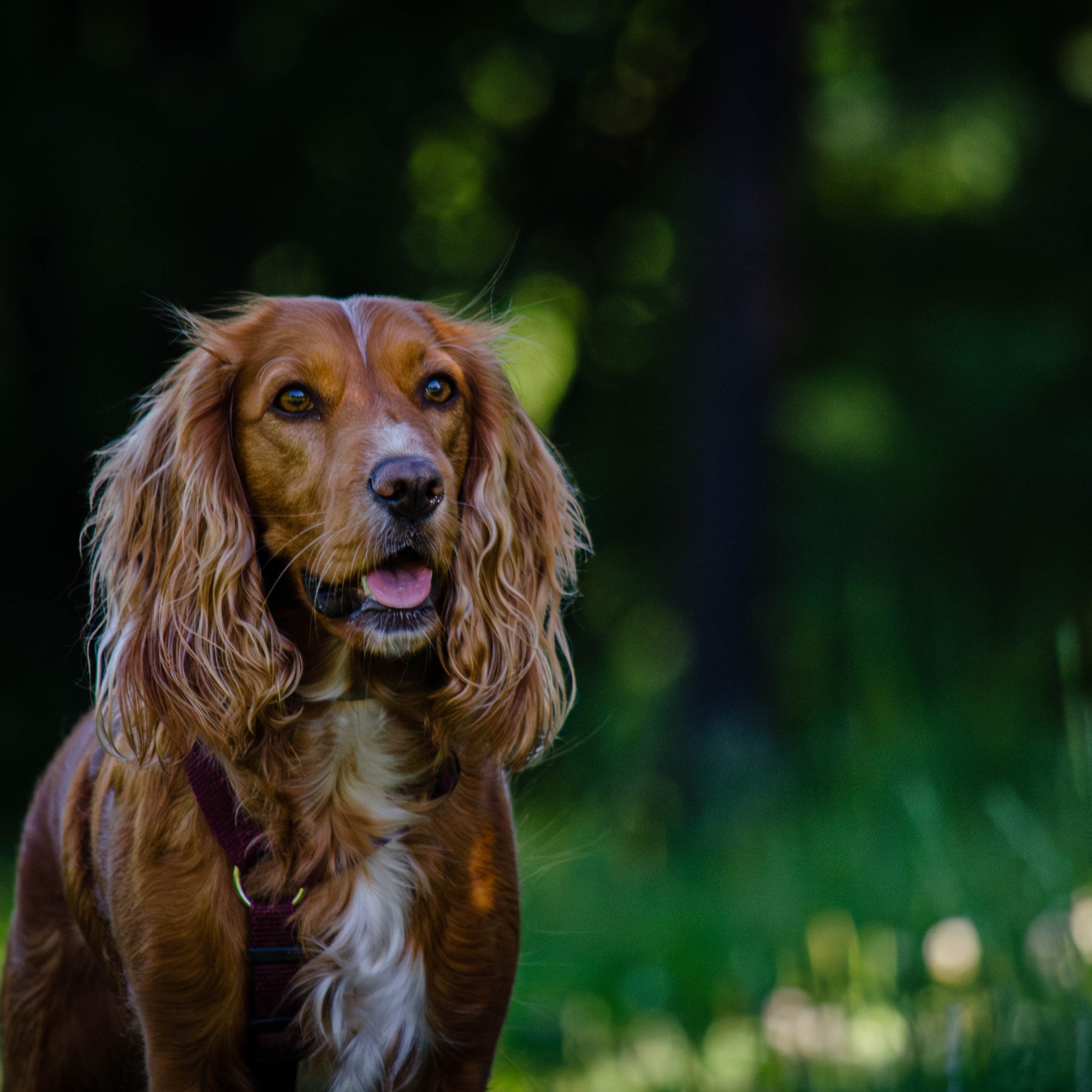 Отзывы. Фотограф Светлана Блинова, Москва и Московская область