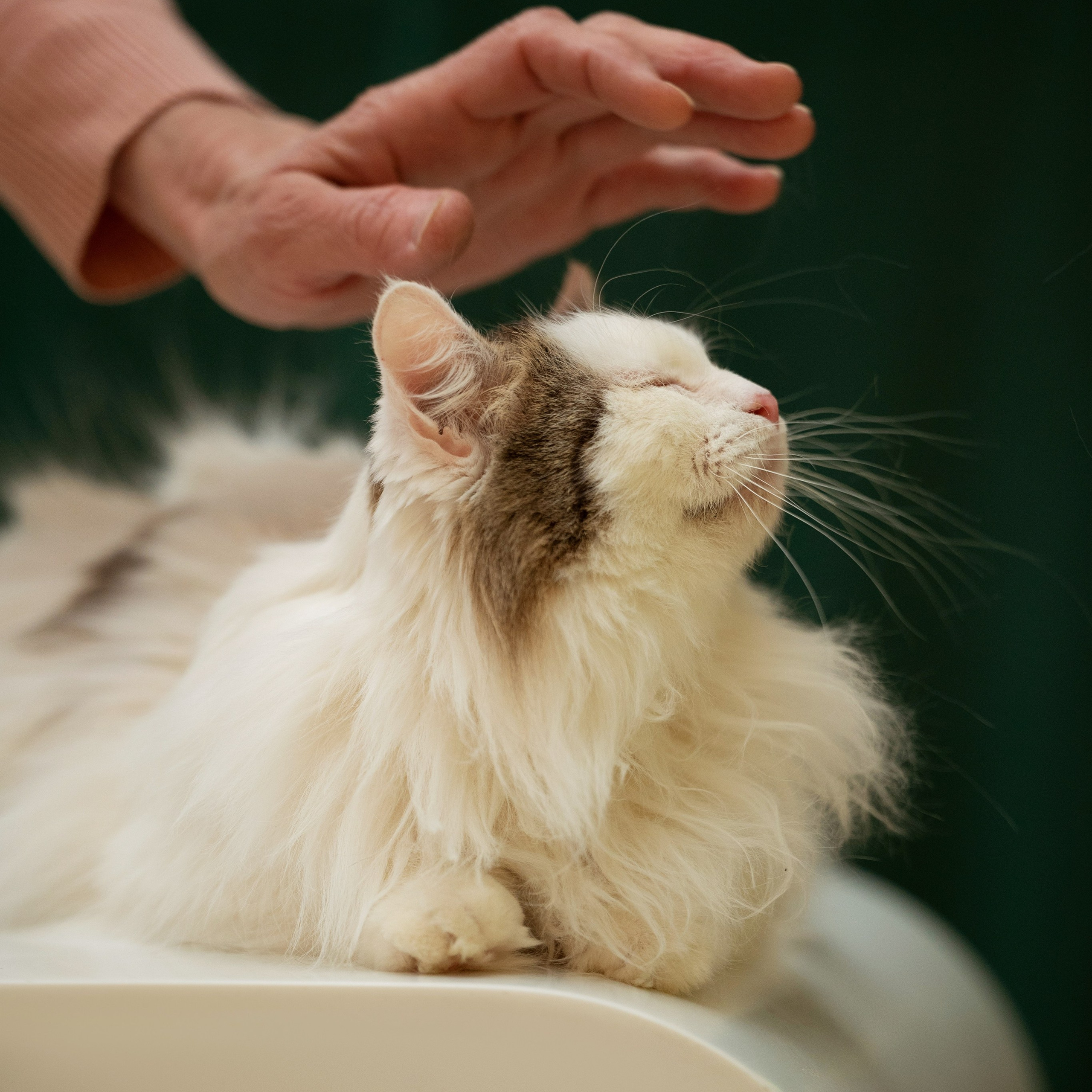 Отзывы. Мила Астахова