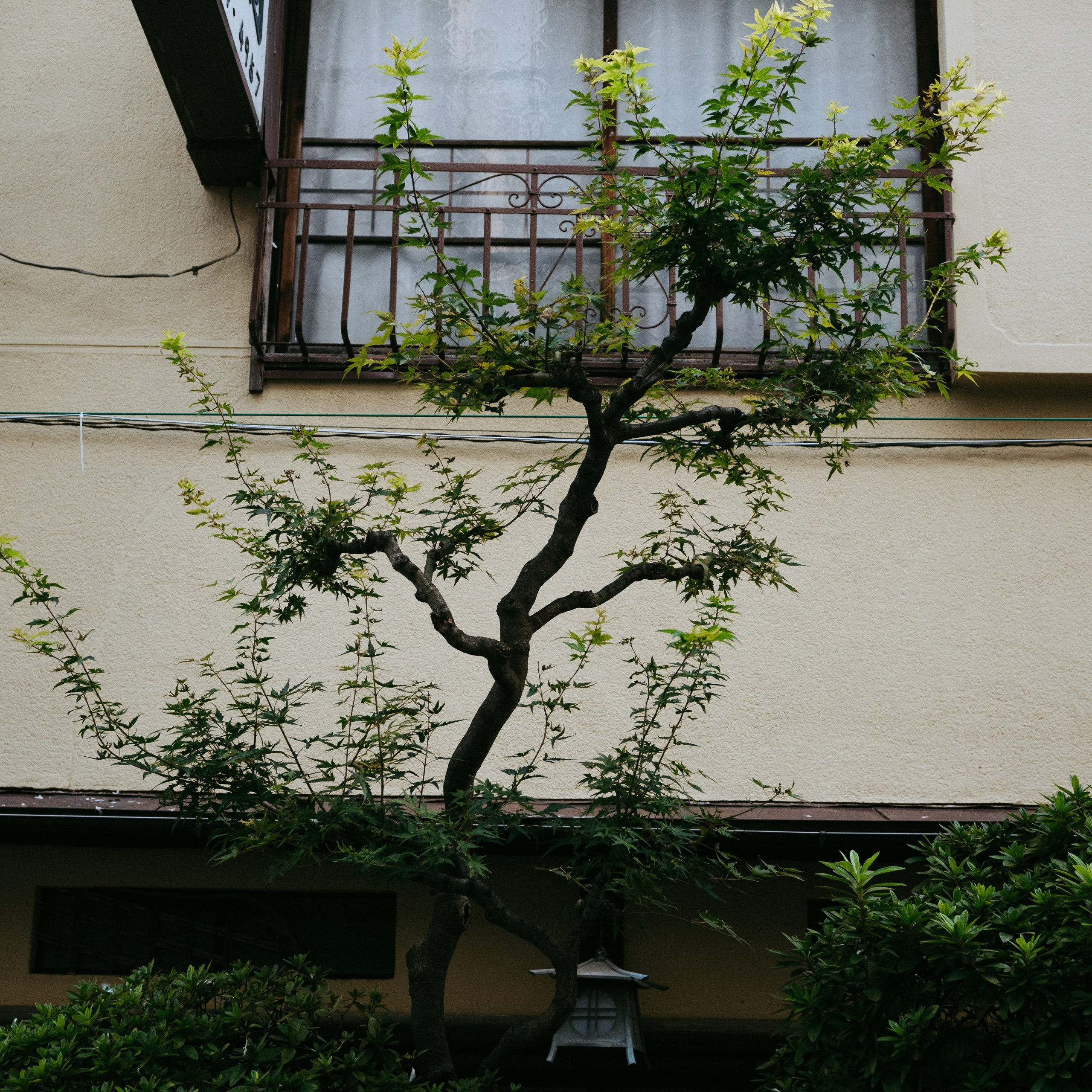 Japan 2.0. IraLaik