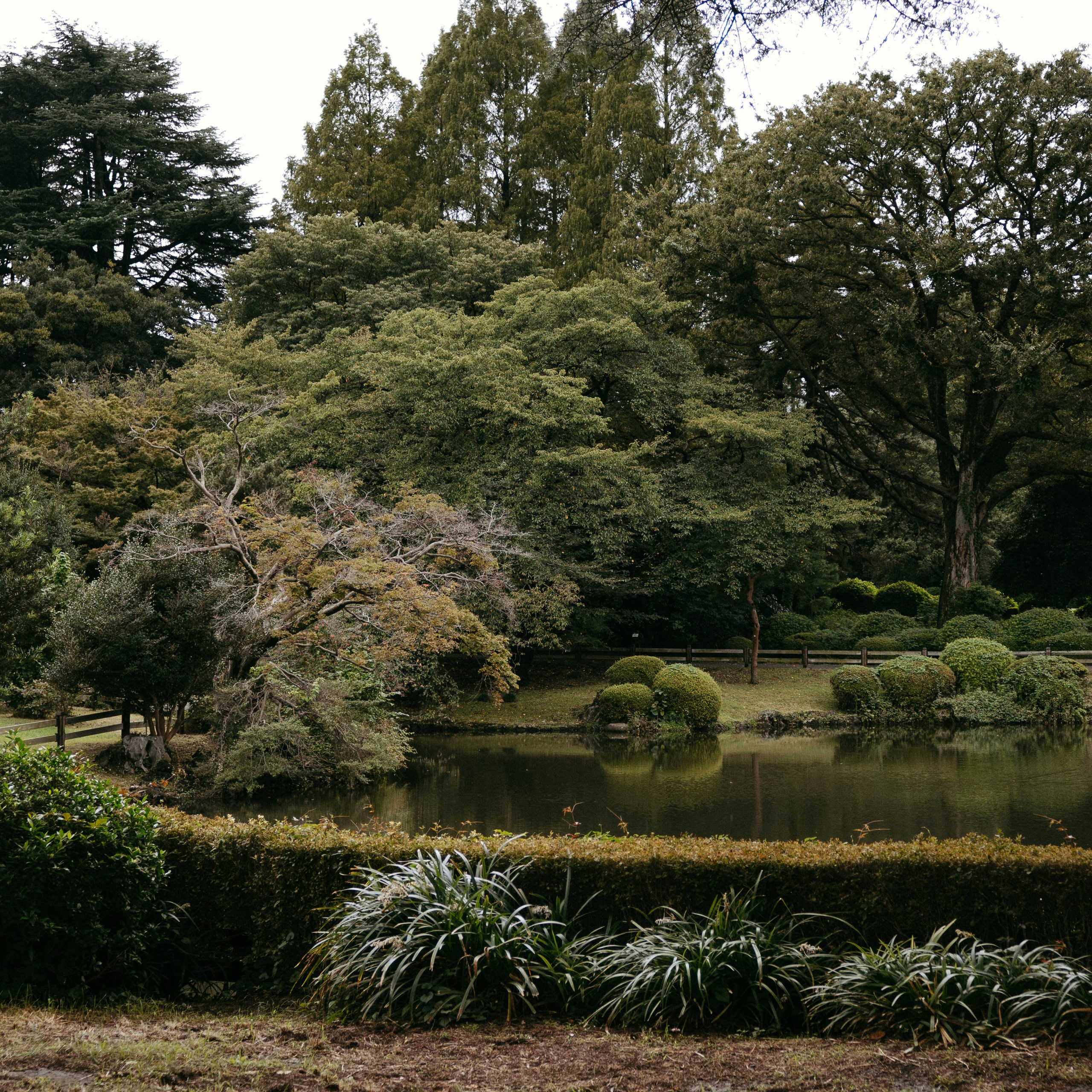 Japan 2.0. IraLaik