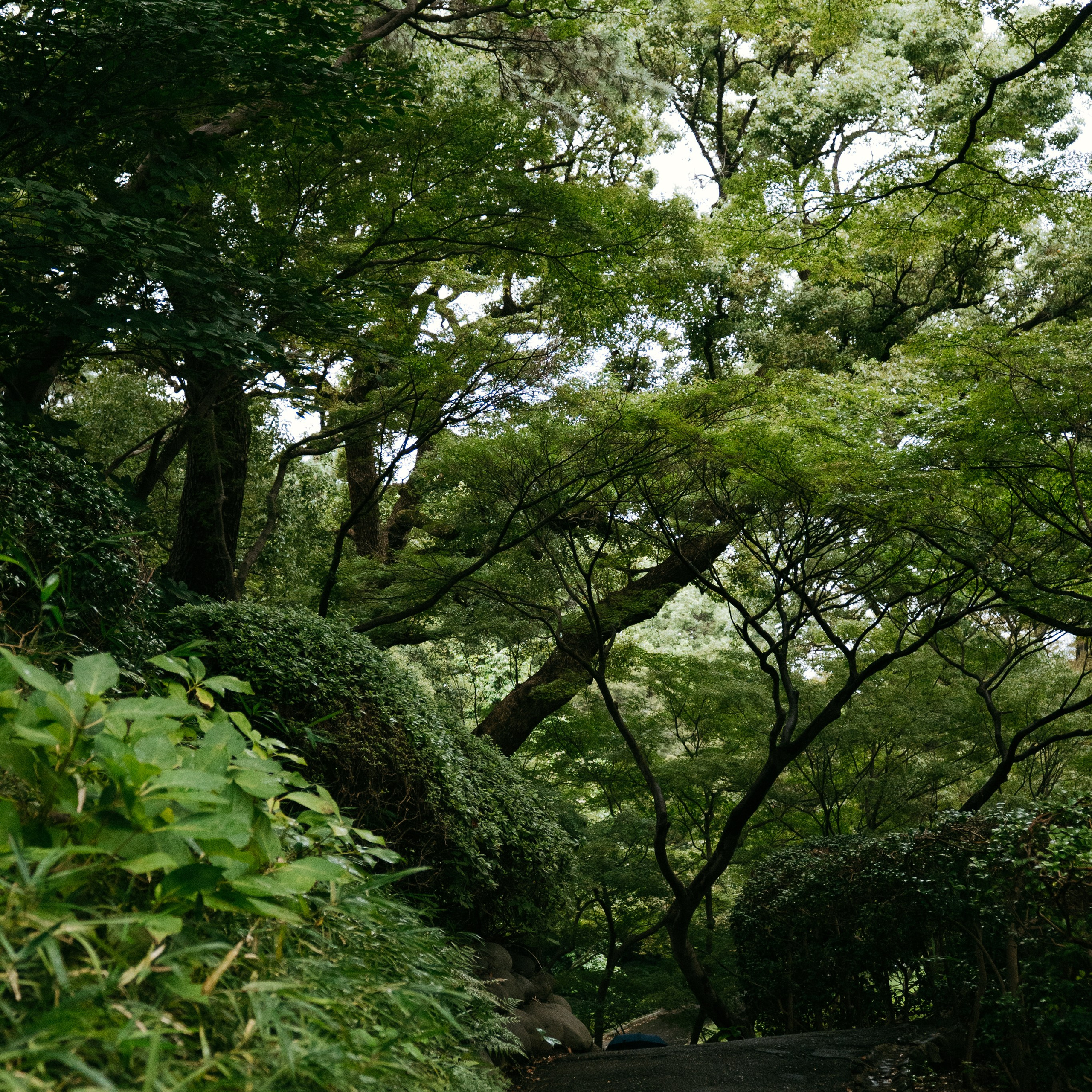 Japan 2.0. IraLaik