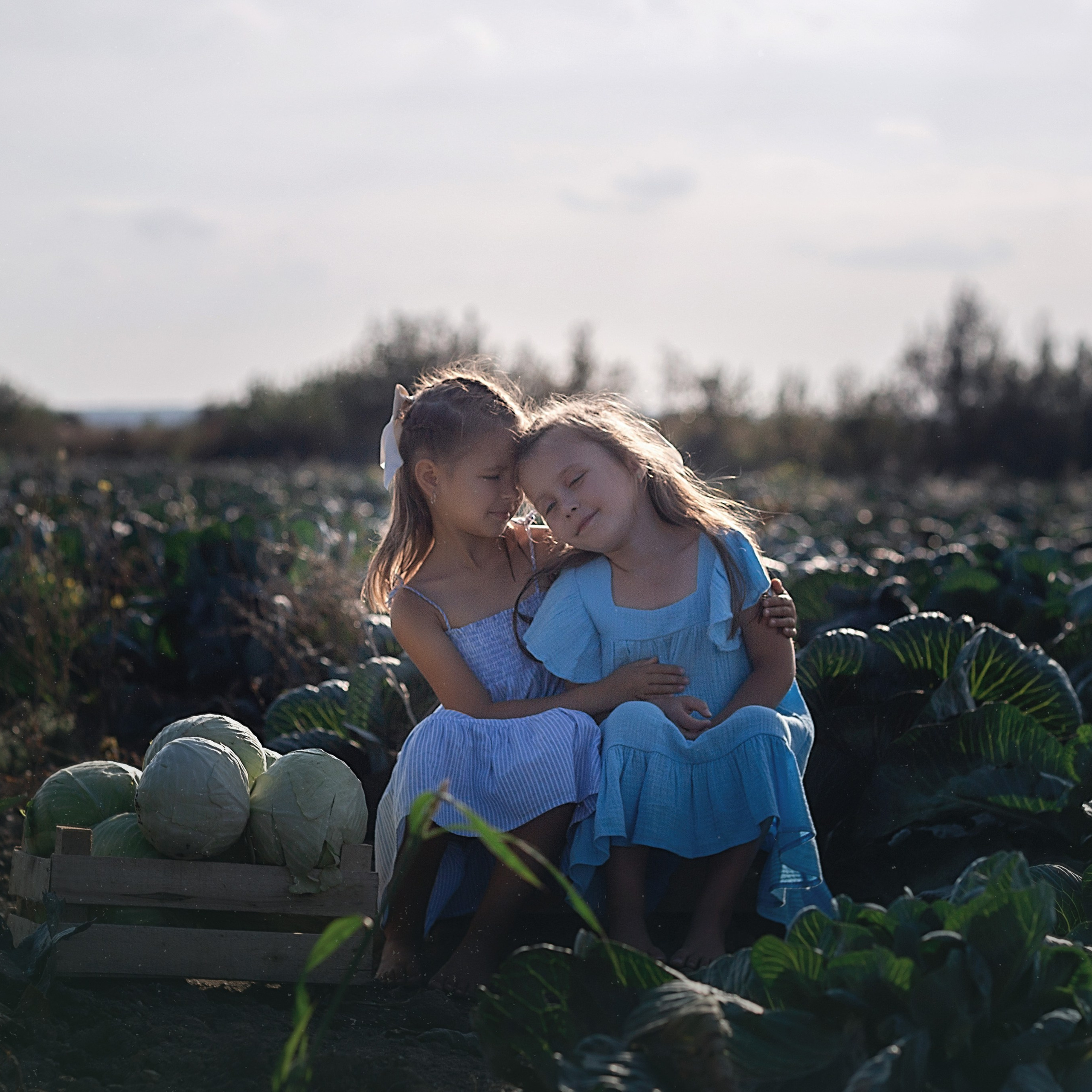 Капустное поле_Ленинградская область