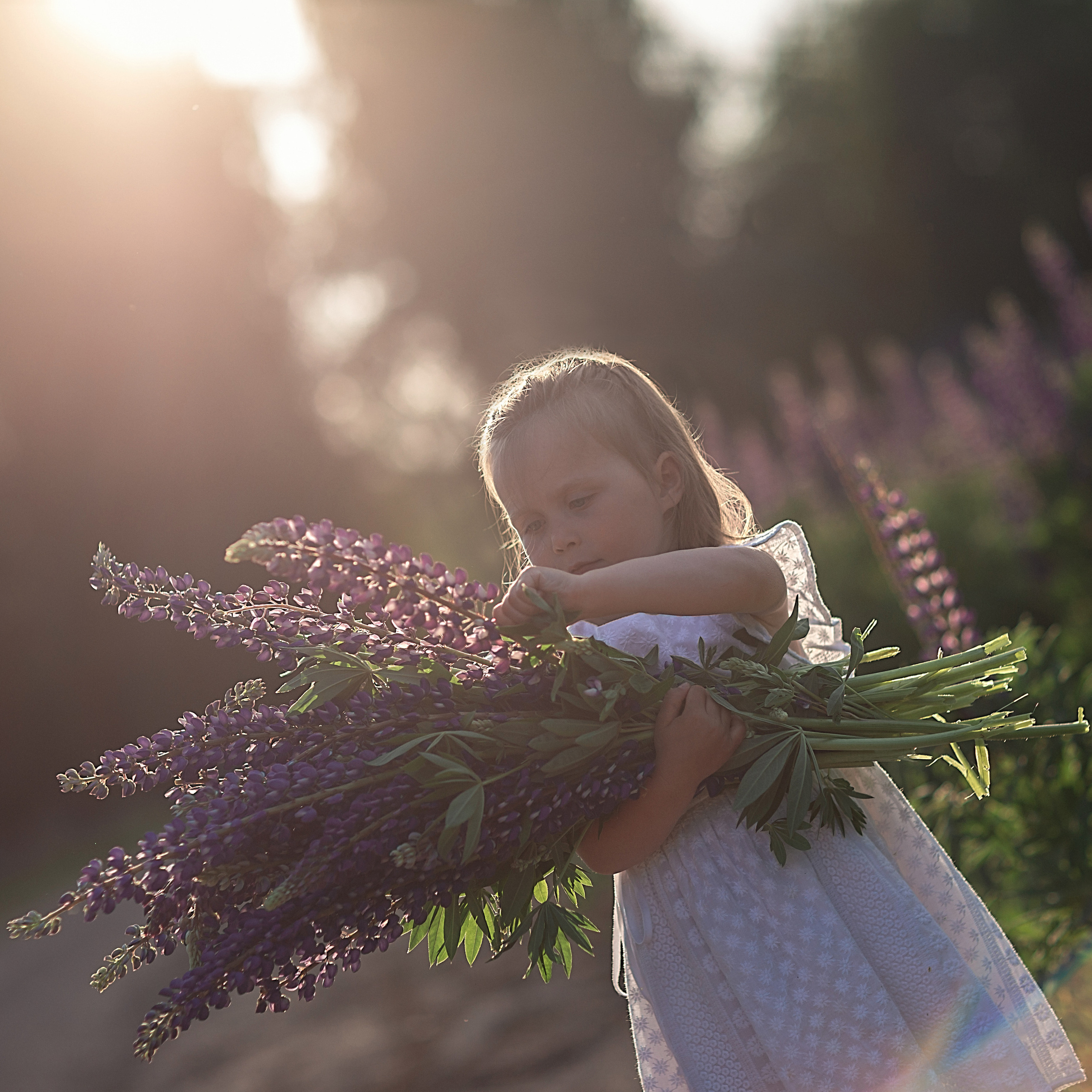 В люпинах_2023