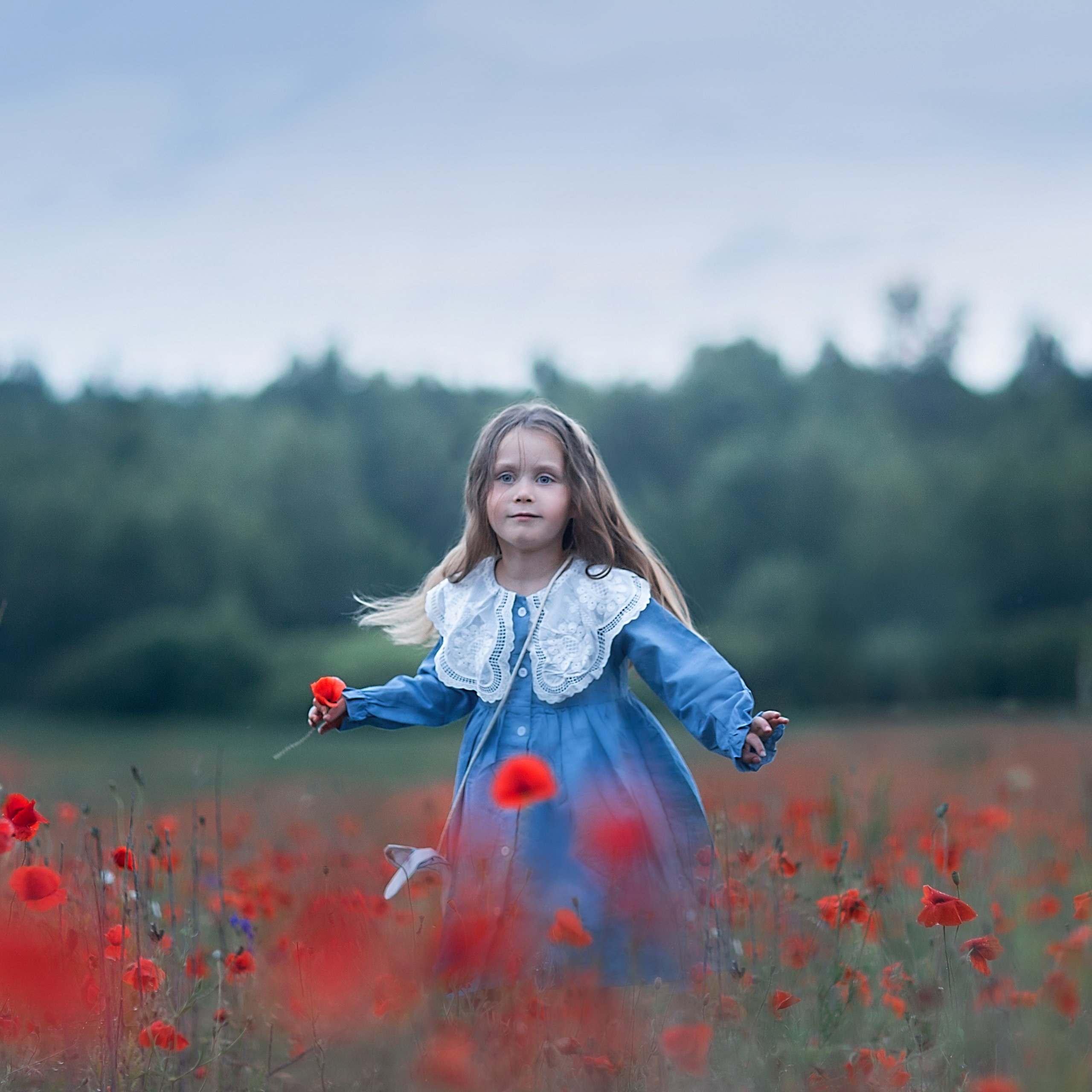 Маки_Псковская область