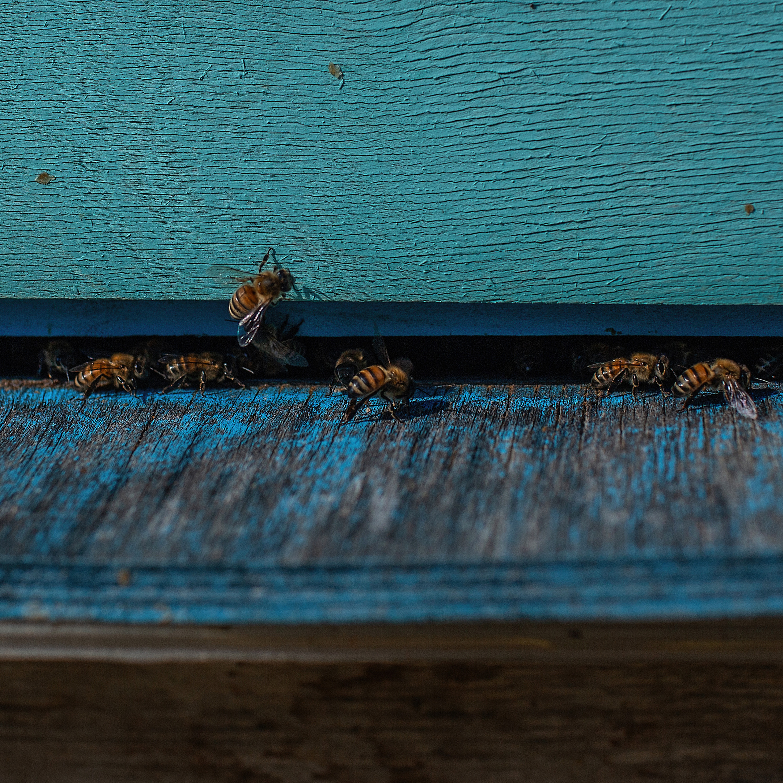 Пасека_Псковская область