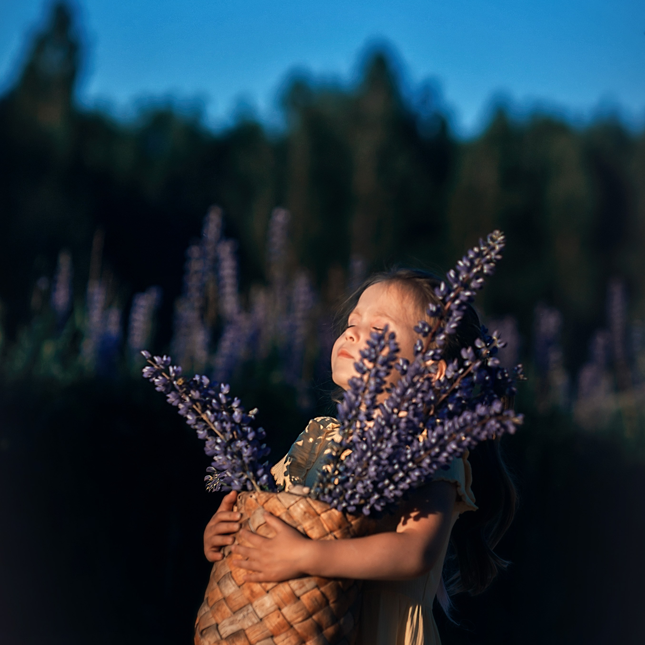 Люпины_Псковская область