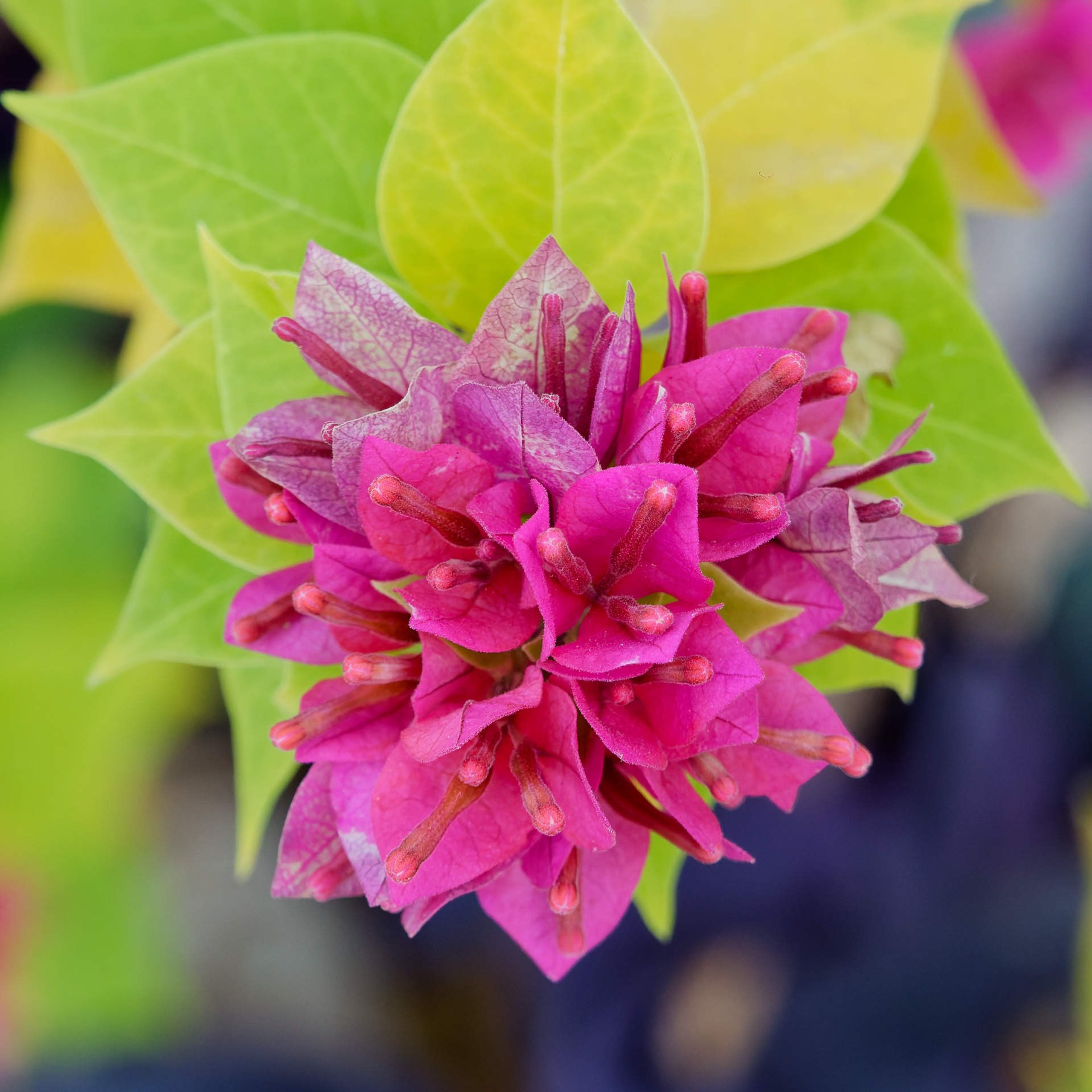 Алания 2025, природа