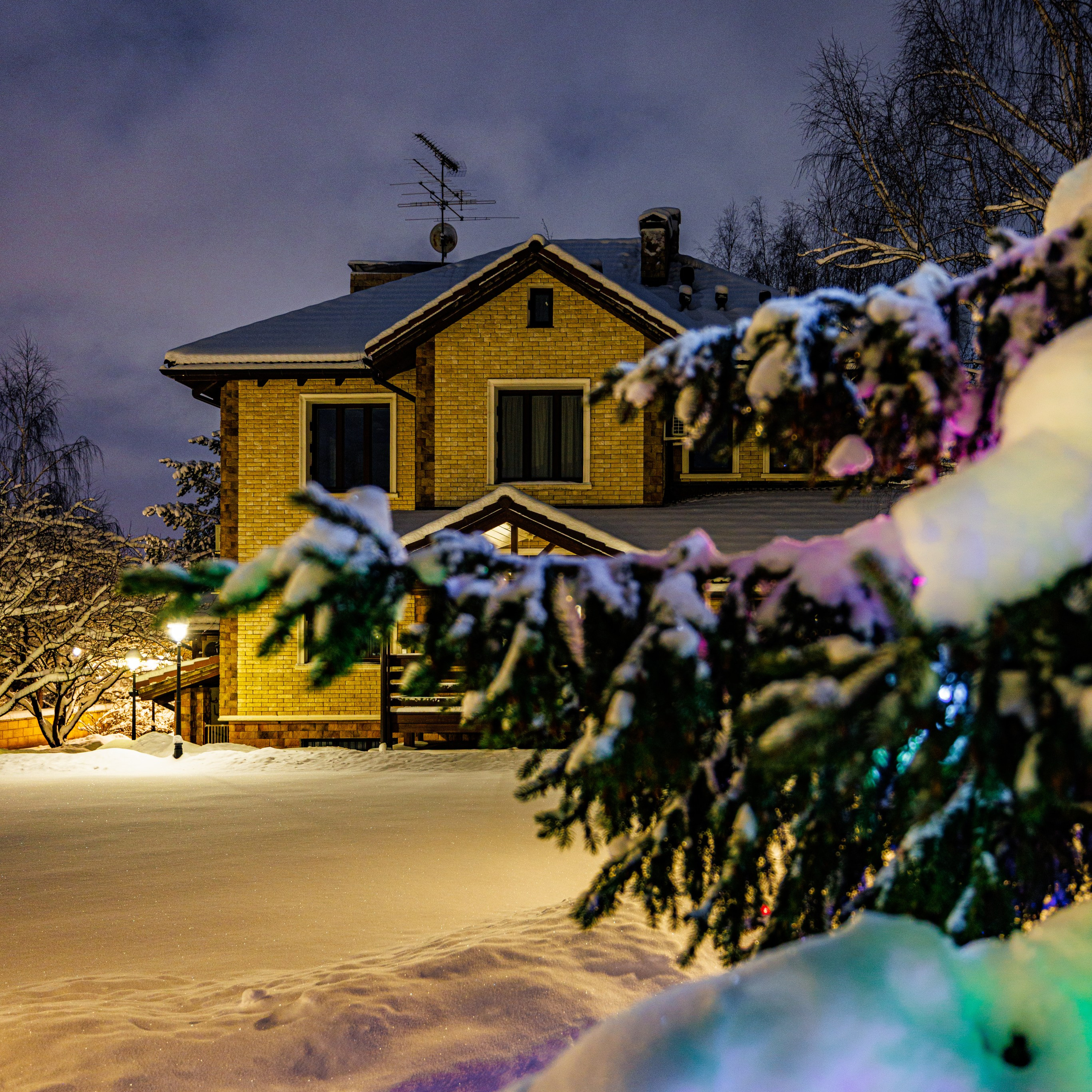 Природа 31 Декабря 2025 года. Клены.