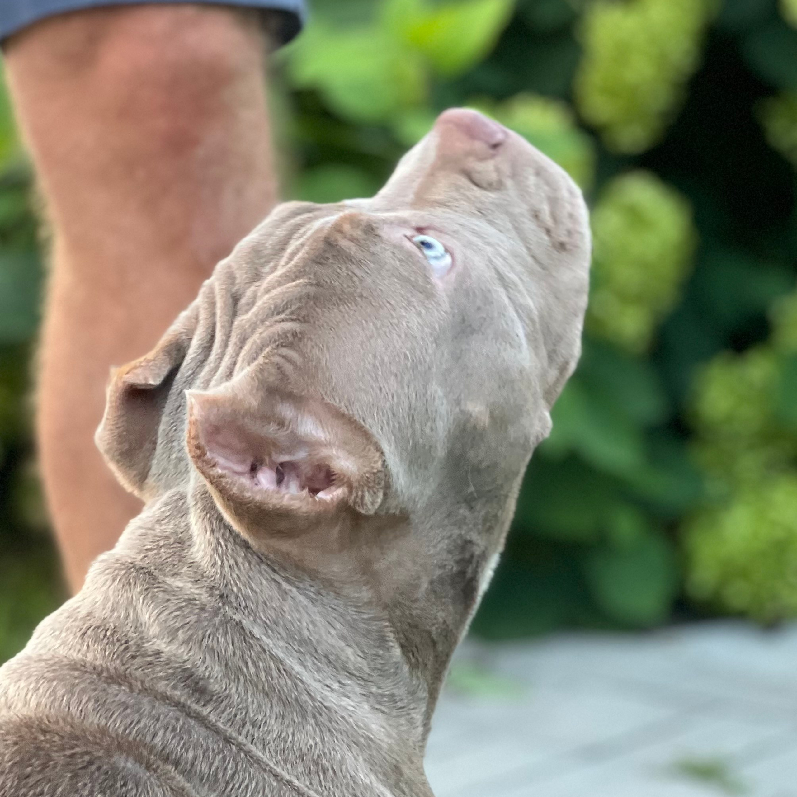 Отзывы сайта. ПИТОМНИК СОБАК ПОРОДЫ АМЕРИКАНСКИЙ БУЛЛИ