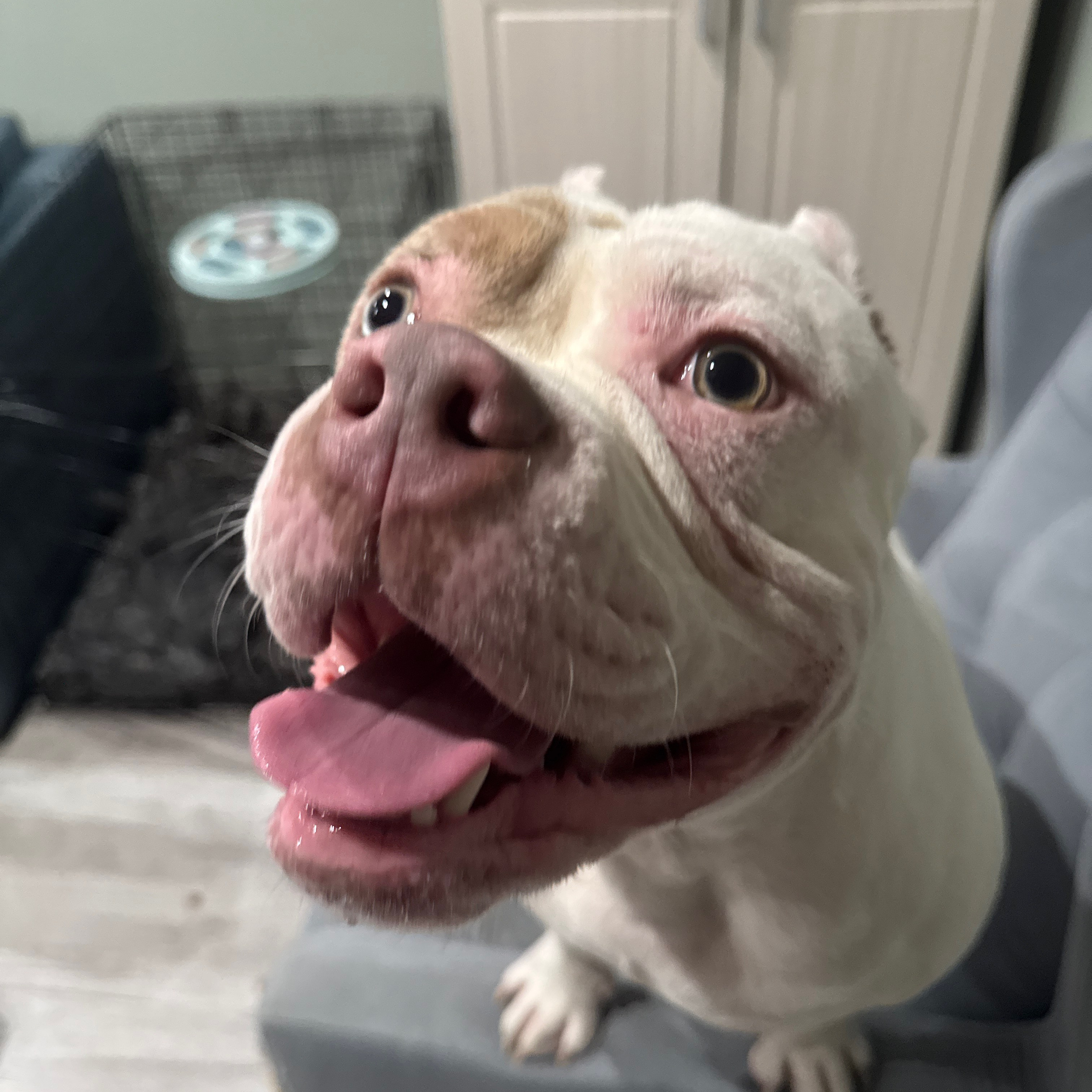 Отзывы сайта. ПИТОМНИК СОБАК ПОРОДЫ АМЕРИКАНСКИЙ БУЛЛИ