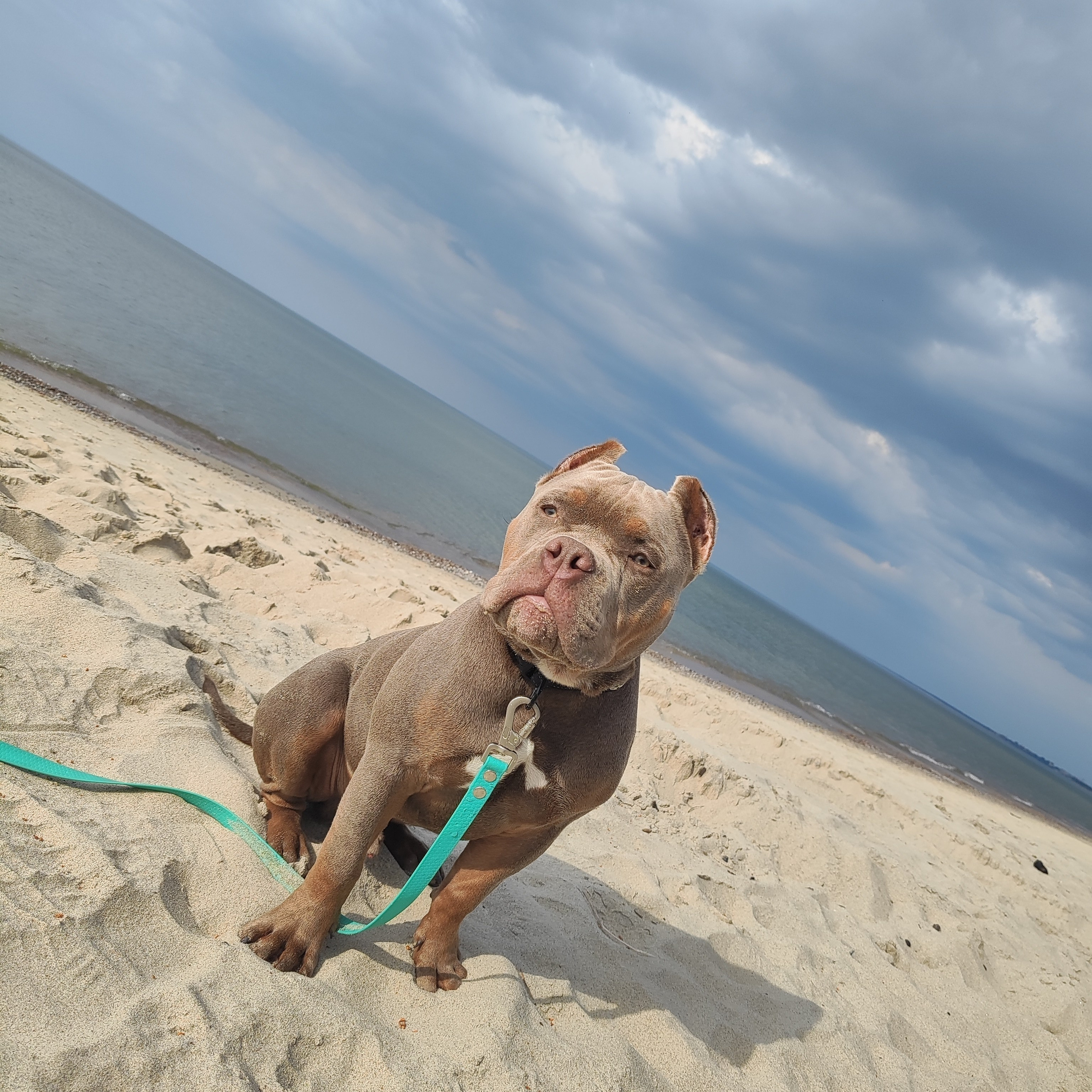 Отзывы сайта. ПИТОМНИК СОБАК ПОРОДЫ АМЕРИКАНСКИЙ БУЛЛИ