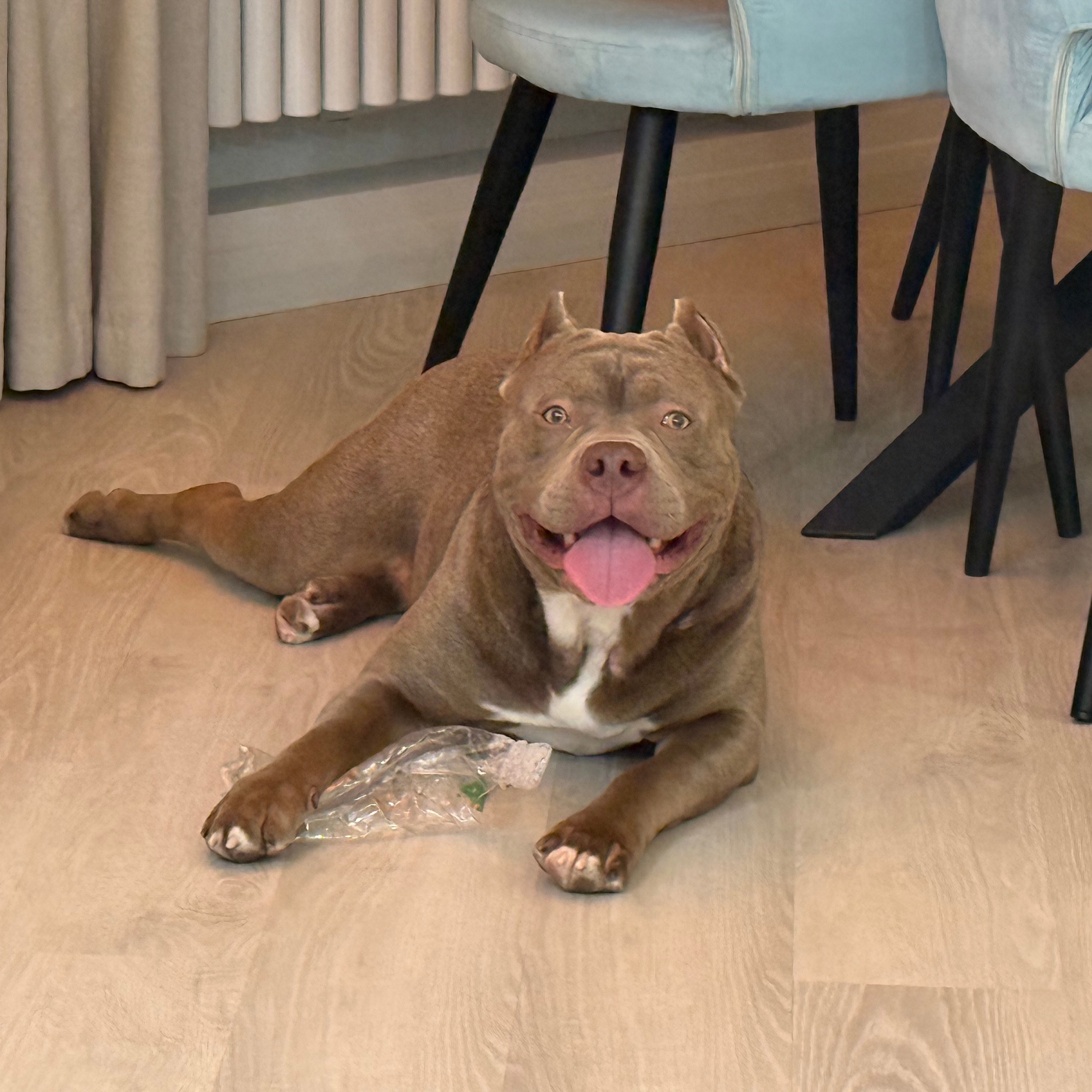 Отзывы сайта. ПИТОМНИК СОБАК ПОРОДЫ АМЕРИКАНСКИЙ БУЛЛИ