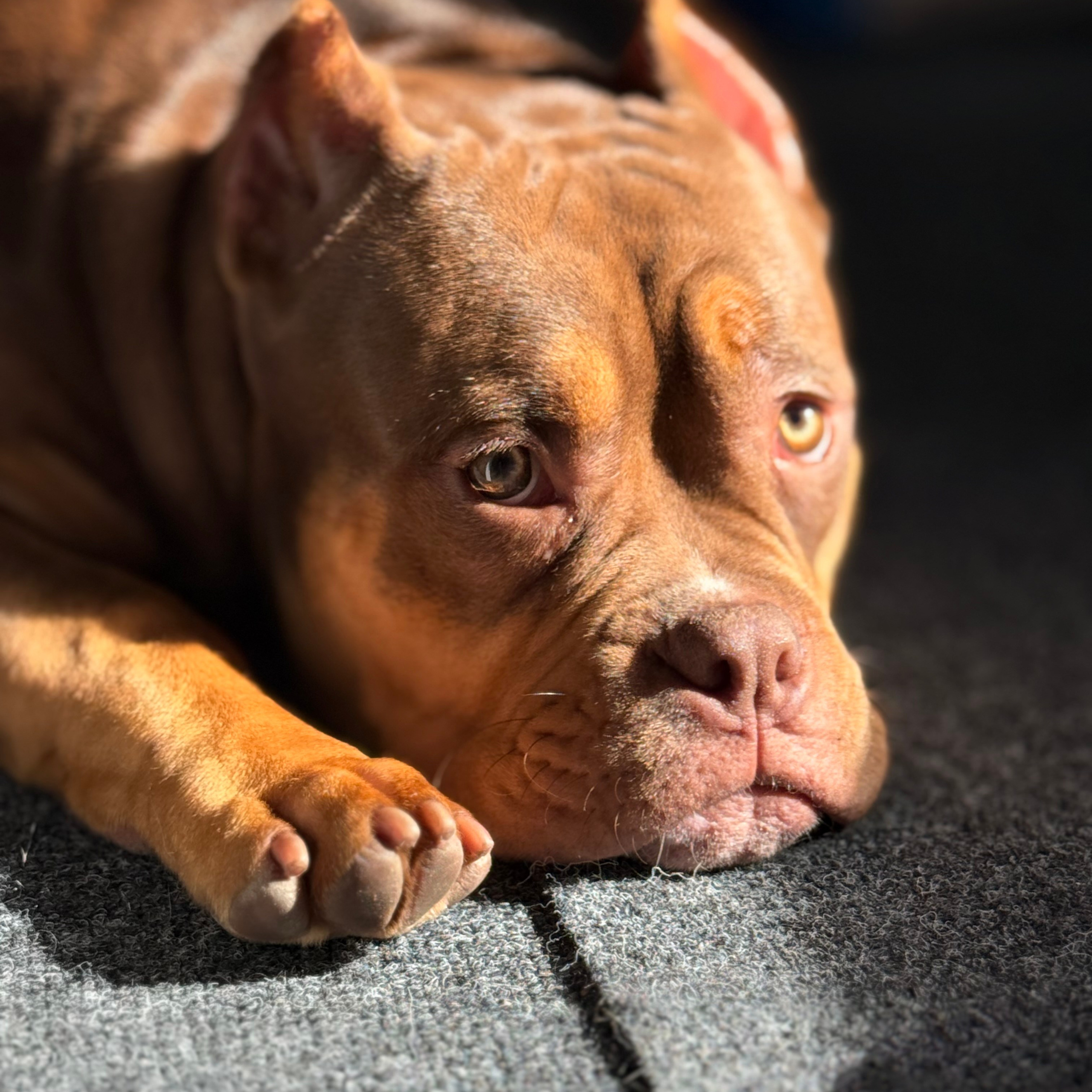 Отзывы сайта. ПИТОМНИК СОБАК ПОРОДЫ АМЕРИКАНСКИЙ БУЛЛИ