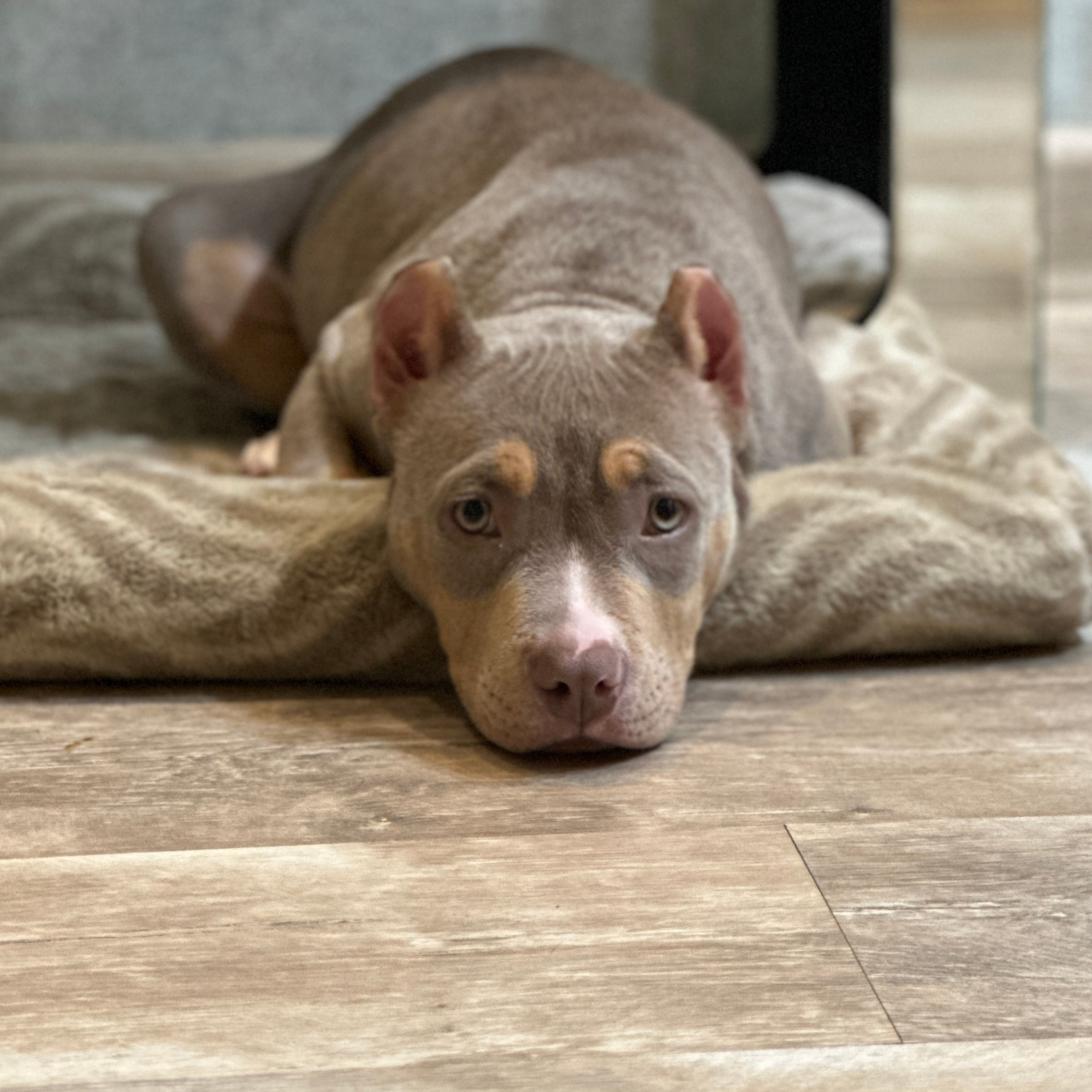 Отзывы сайта. ПИТОМНИК СОБАК ПОРОДЫ АМЕРИКАНСКИЙ БУЛЛИ