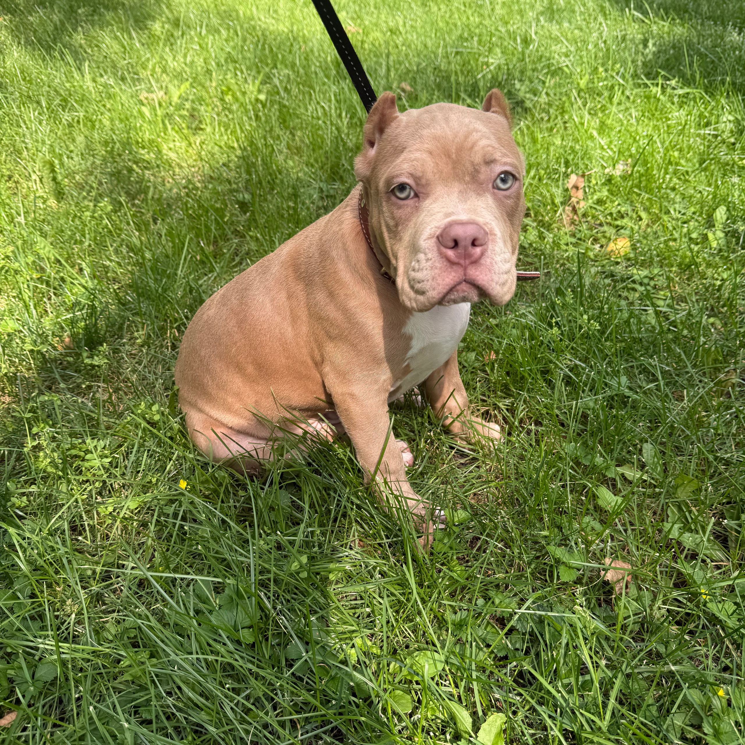 Отзывы сайта. ПИТОМНИК СОБАК ПОРОДЫ АМЕРИКАНСКИЙ БУЛЛИ