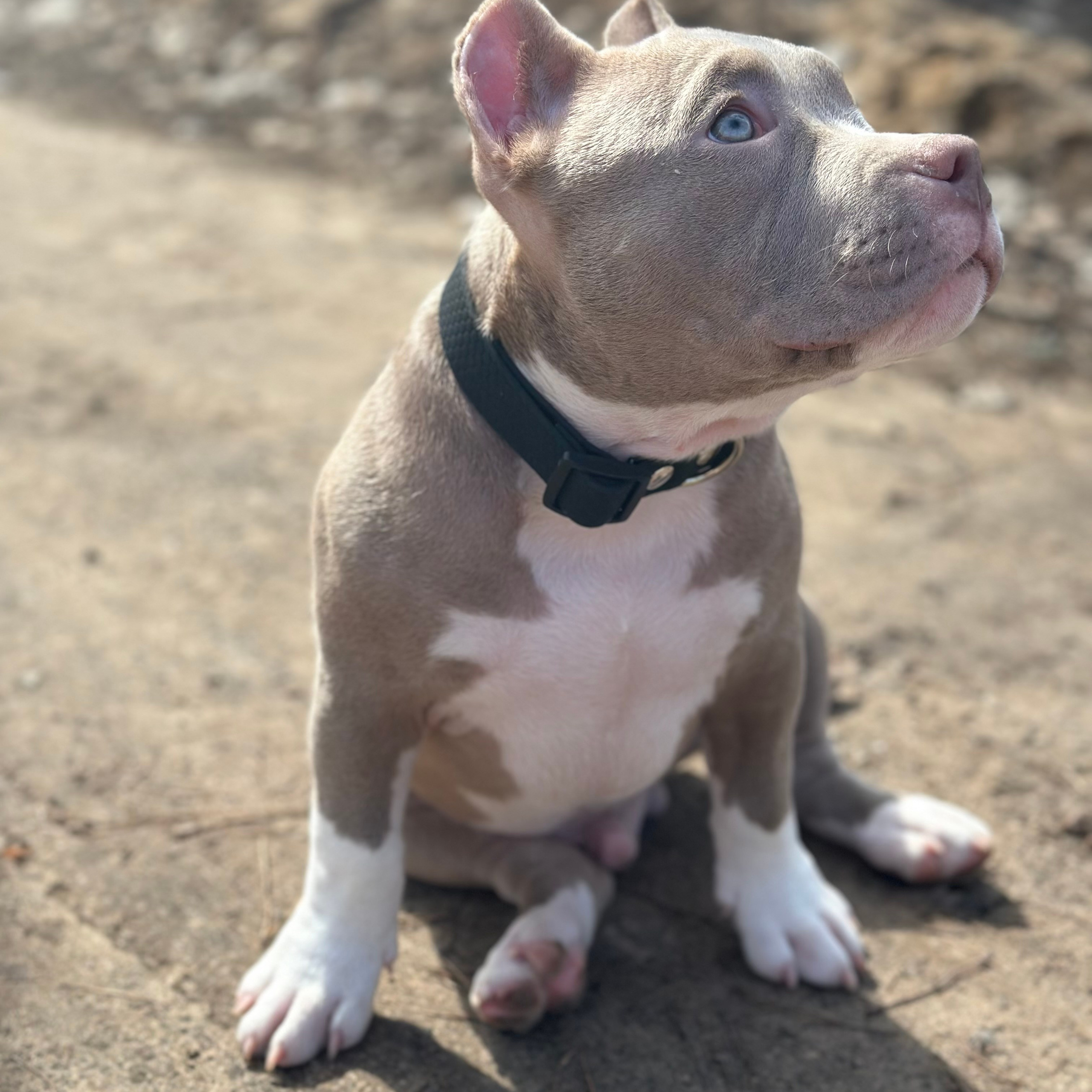 Отзывы сайта. ПИТОМНИК СОБАК ПОРОДЫ АМЕРИКАНСКИЙ БУЛЛИ