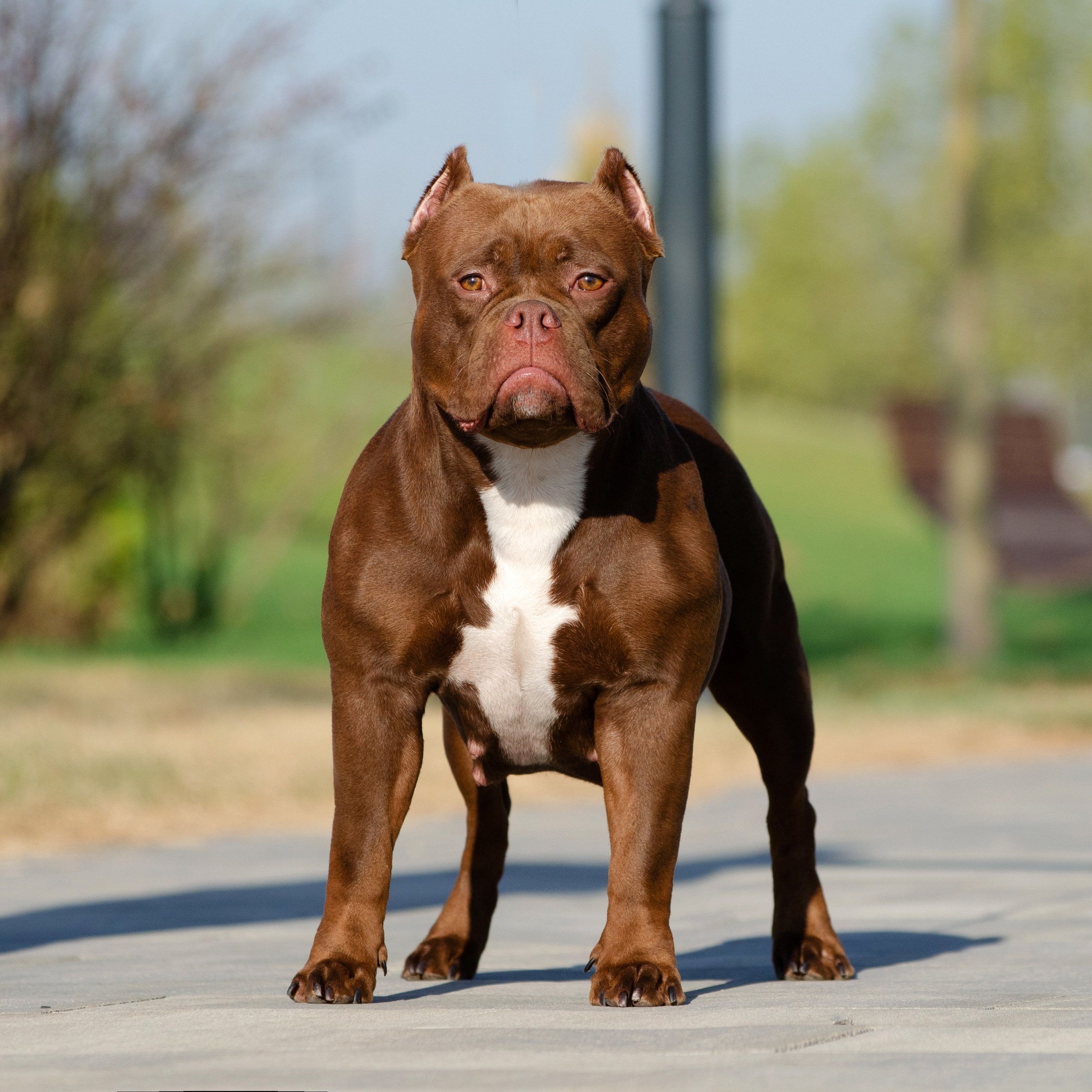 Отзывы сайта. ПИТОМНИК СОБАК ПОРОДЫ АМЕРИКАНСКИЙ БУЛЛИ
