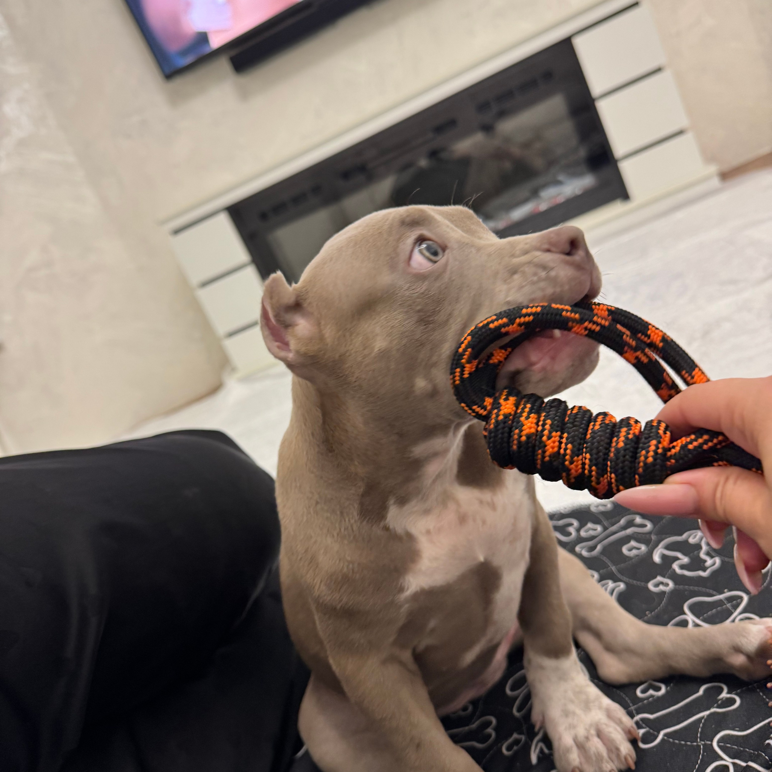 Отзывы сайта. ПИТОМНИК СОБАК ПОРОДЫ АМЕРИКАНСКИЙ БУЛЛИ