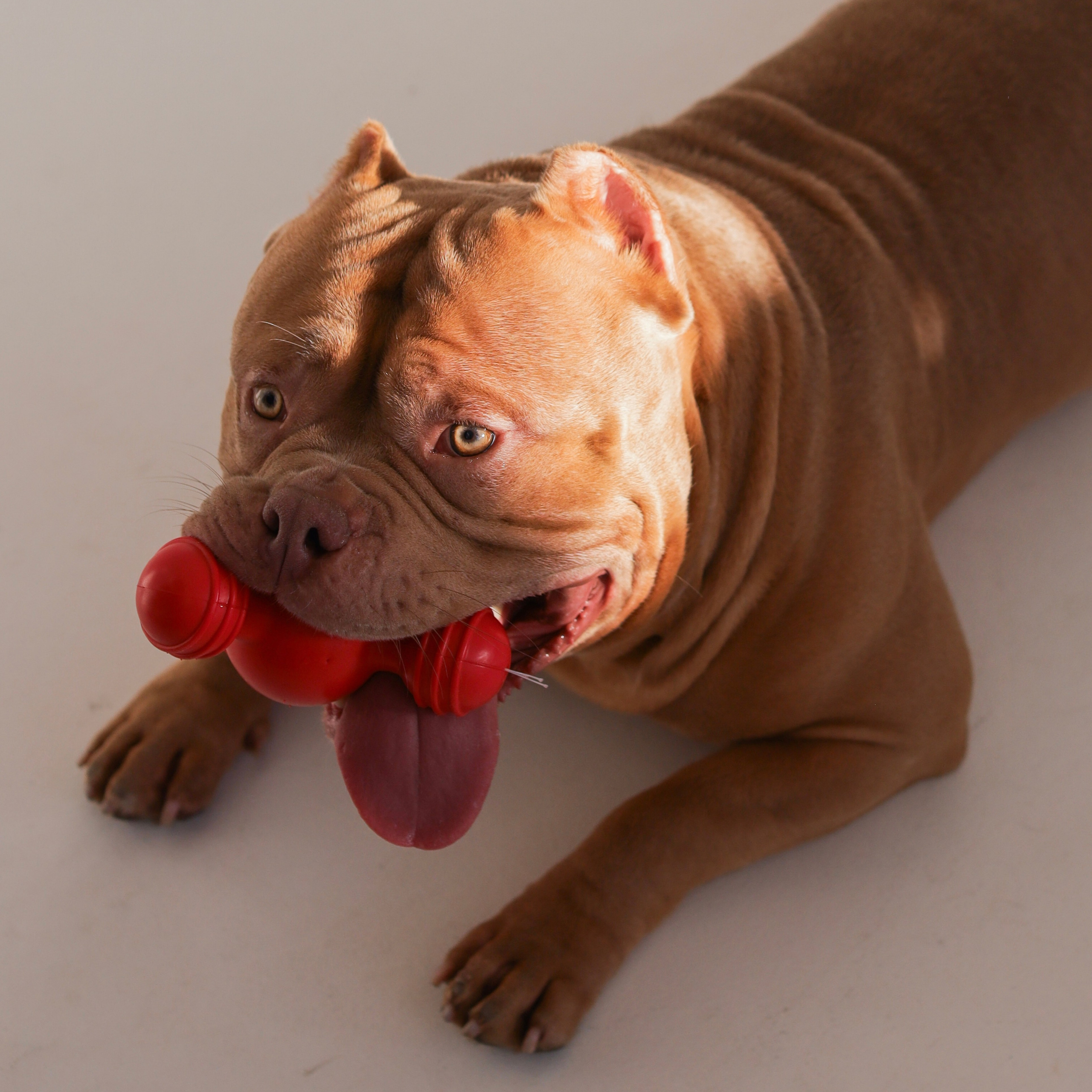 Отзывы сайта. ПИТОМНИК СОБАК ПОРОДЫ АМЕРИКАНСКИЙ БУЛЛИ