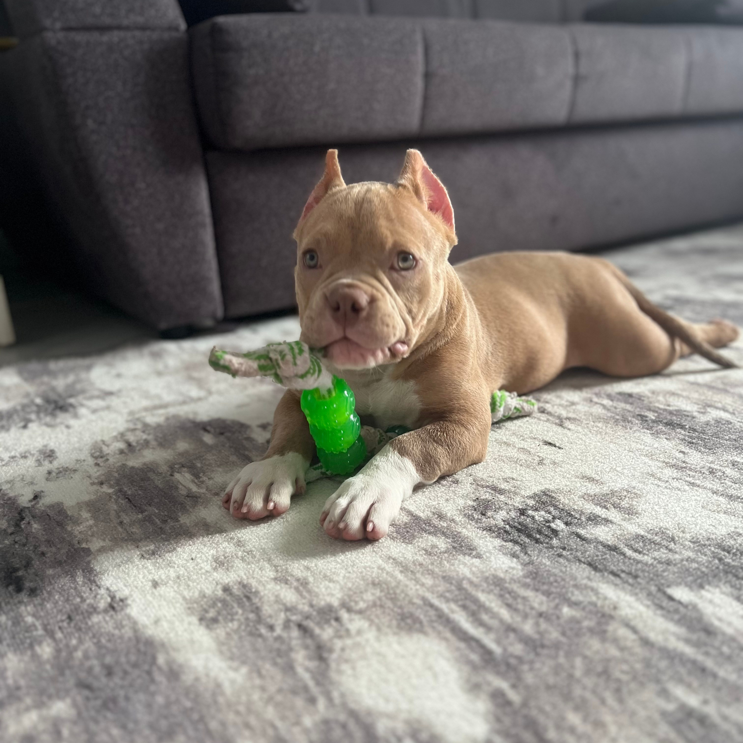 Отзывы сайта. ПИТОМНИК СОБАК ПОРОДЫ АМЕРИКАНСКИЙ БУЛЛИ