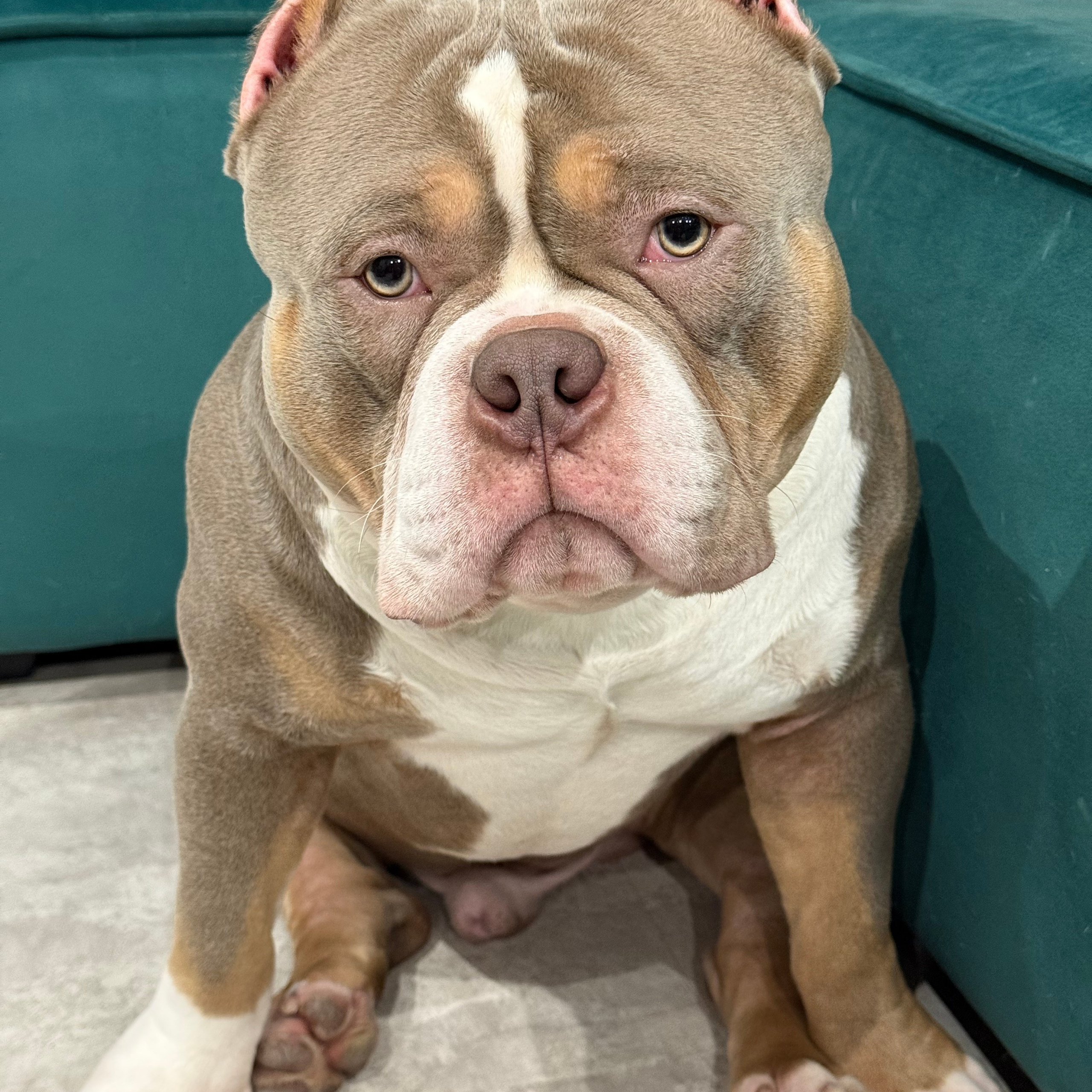 Отзывы сайта. ПИТОМНИК СОБАК ПОРОДЫ АМЕРИКАНСКИЙ БУЛЛИ