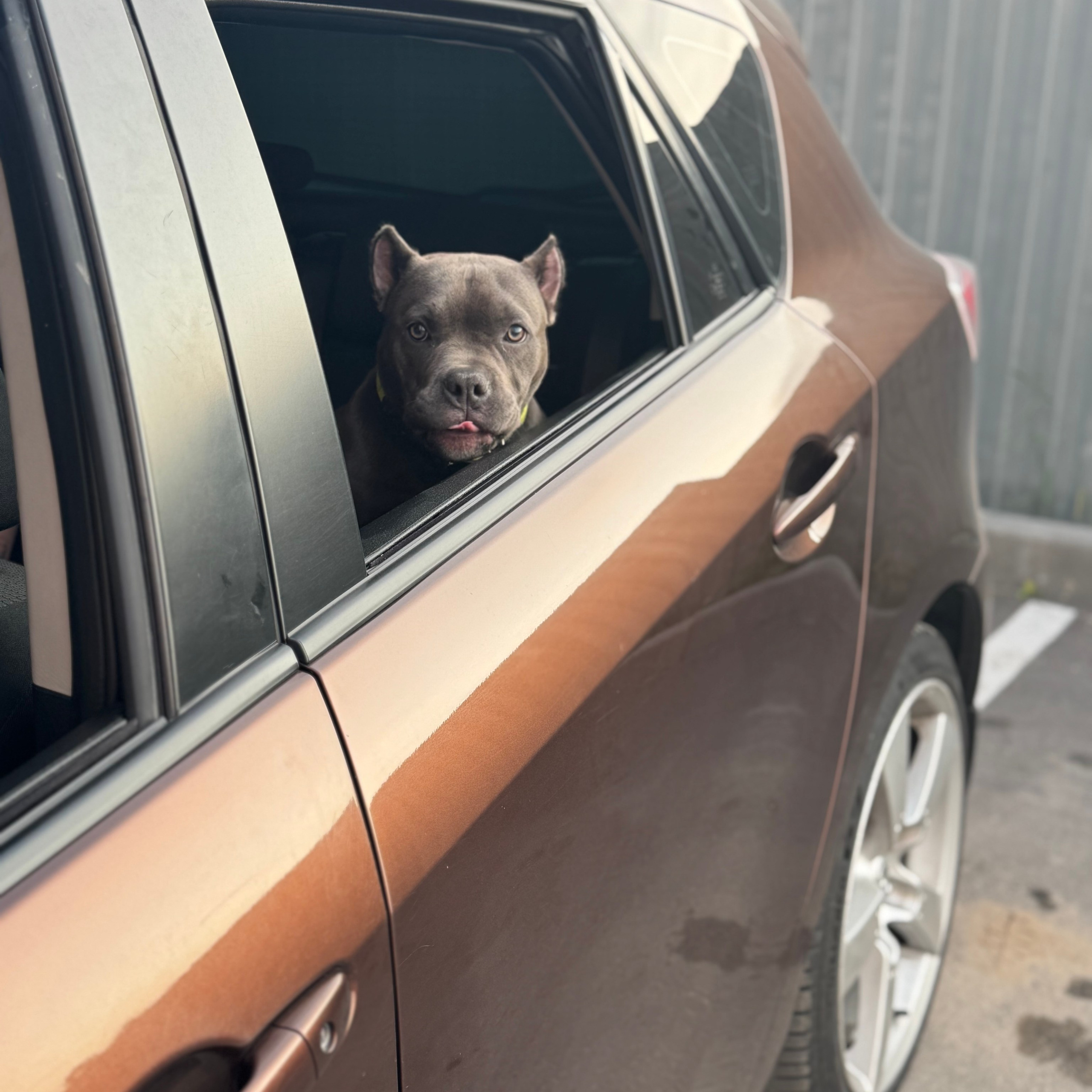 Отзывы сайта. ПИТОМНИК СОБАК ПОРОДЫ АМЕРИКАНСКИЙ БУЛЛИ