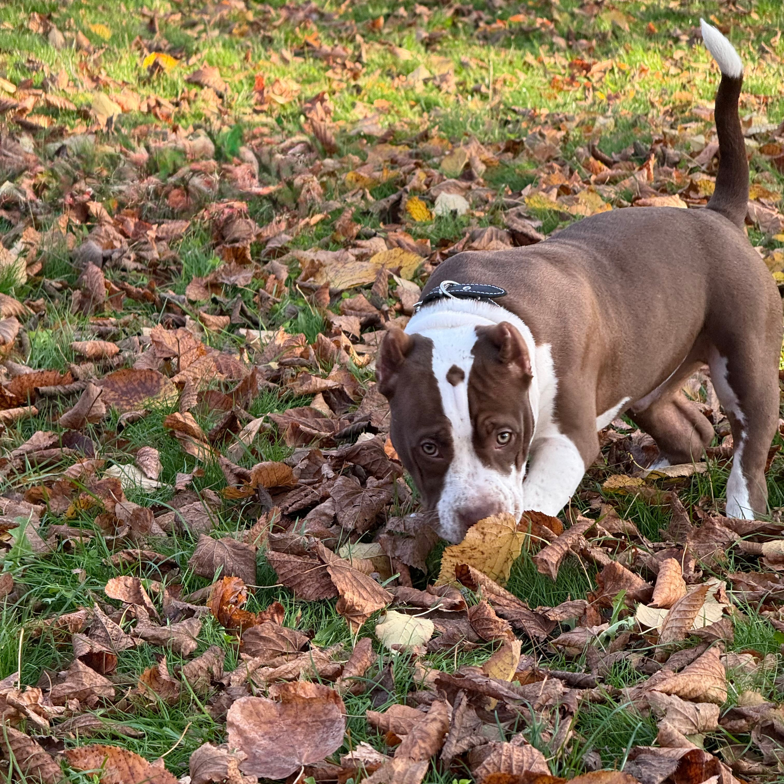 Отзывы сайта. ПИТОМНИК СОБАК ПОРОДЫ АМЕРИКАНСКИЙ БУЛЛИ