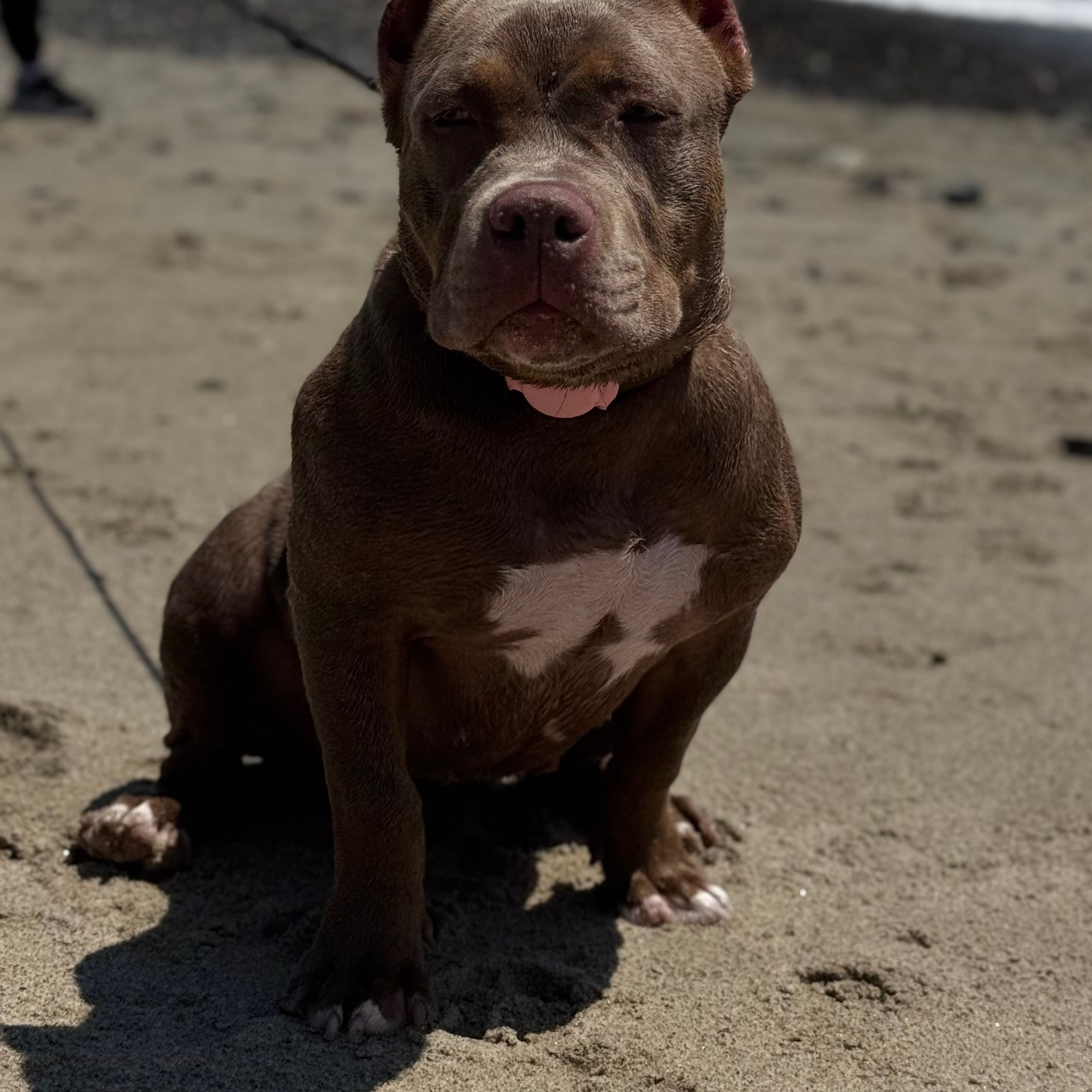 Отзывы сайта. ПИТОМНИК СОБАК ПОРОДЫ АМЕРИКАНСКИЙ БУЛЛИ