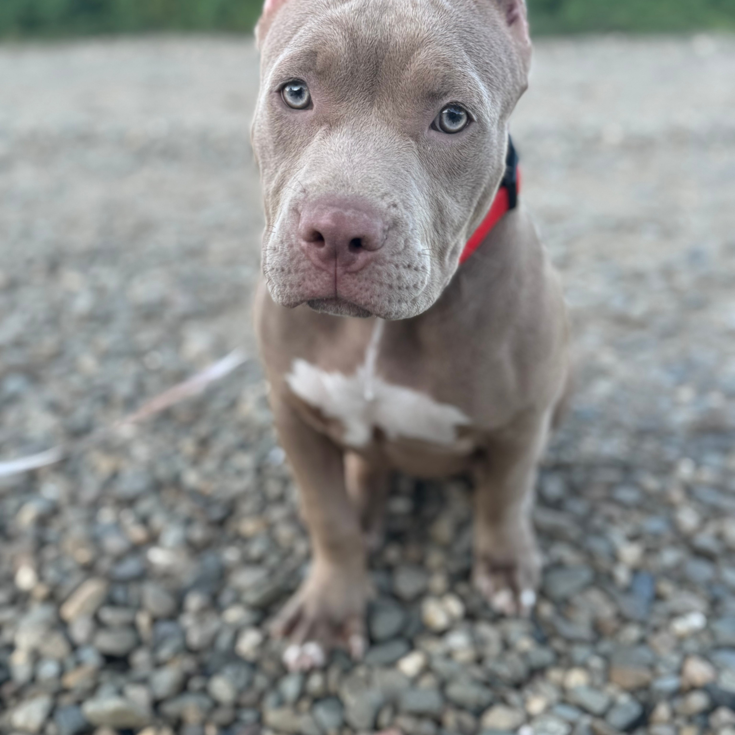 Отзывы сайта. ПИТОМНИК СОБАК ПОРОДЫ АМЕРИКАНСКИЙ БУЛЛИ