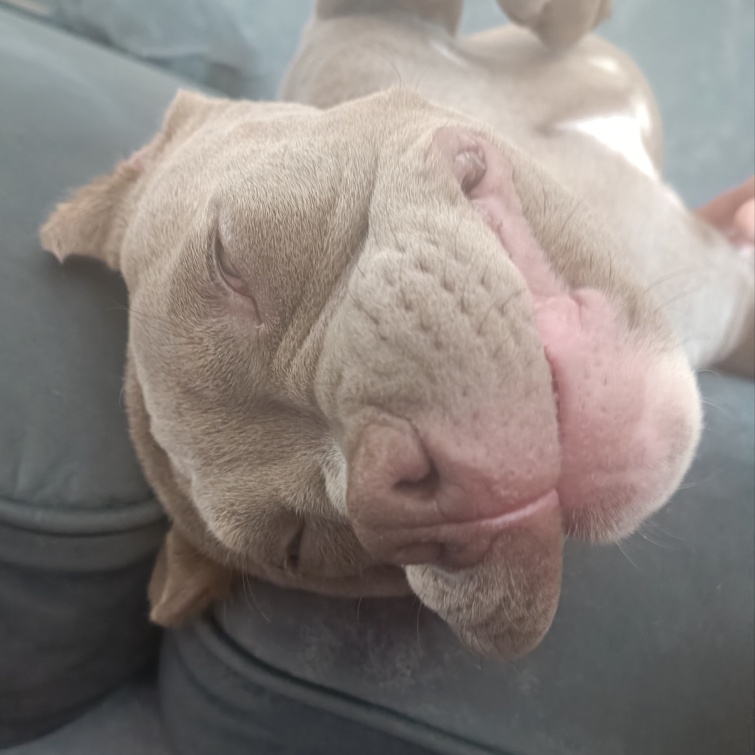 Отзывы сайта. ПИТОМНИК СОБАК ПОРОДЫ АМЕРИКАНСКИЙ БУЛЛИ