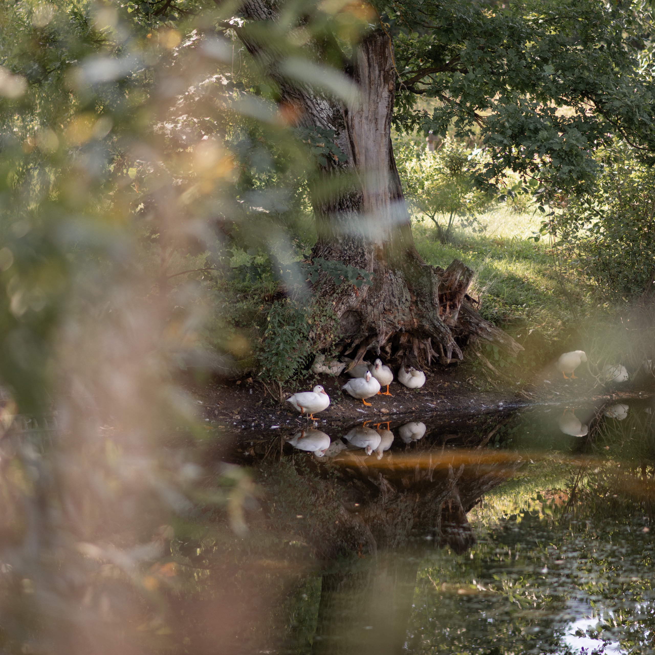 Отзывы. Фотограф Алиса Чечина. Калуга. Товарково