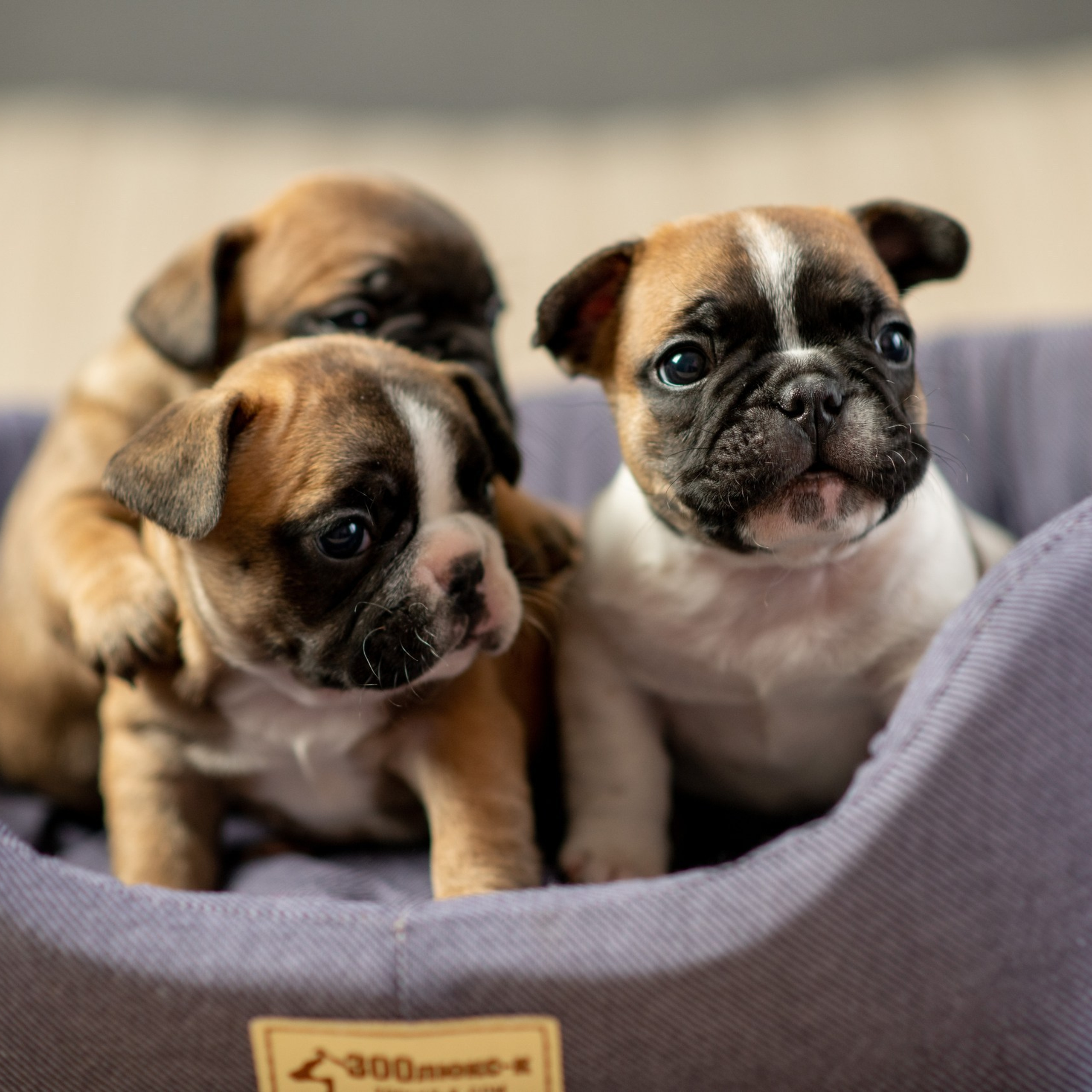 Отзывы. Фотограф Алиса Чечина. Калуга. Товарково