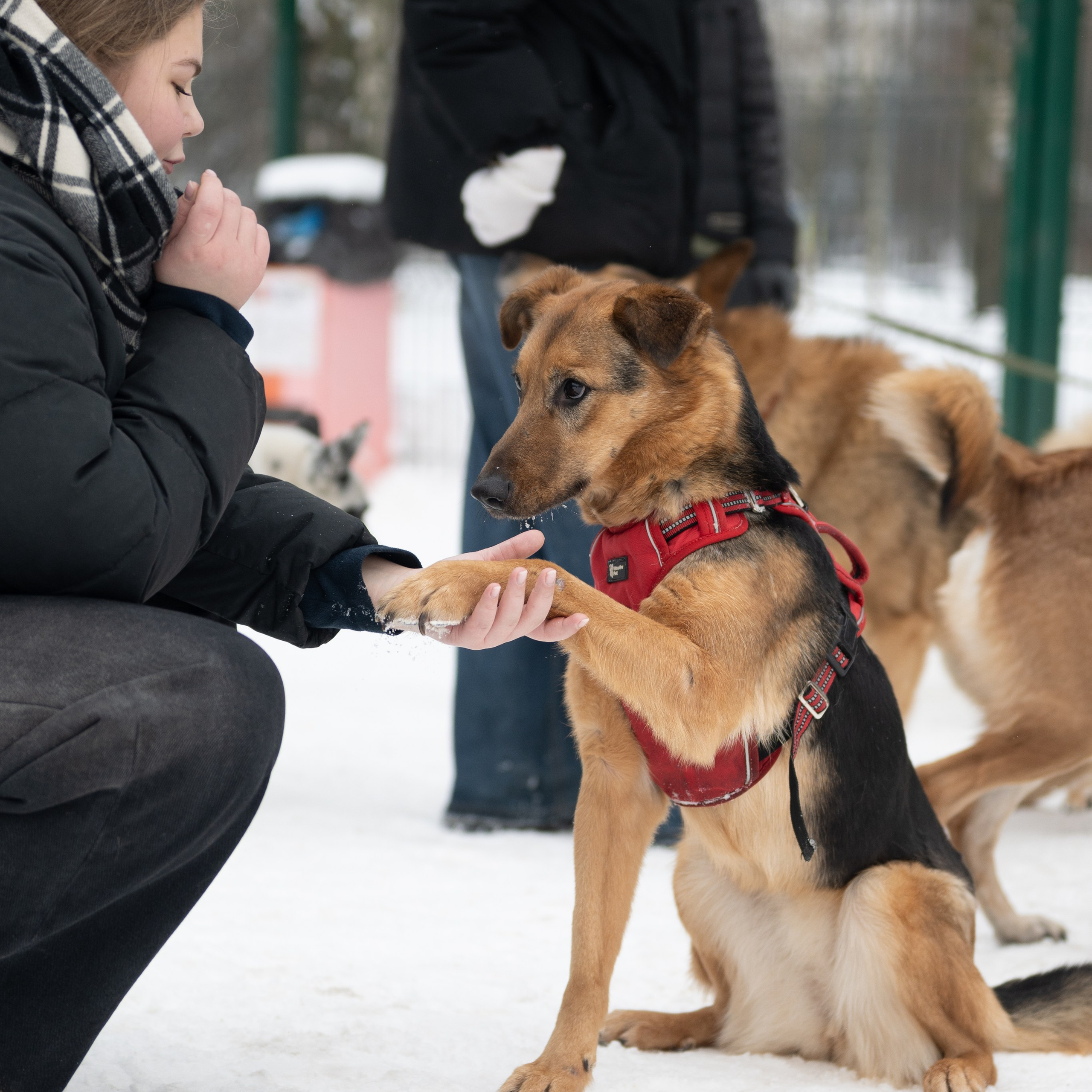 Приют «Искра»